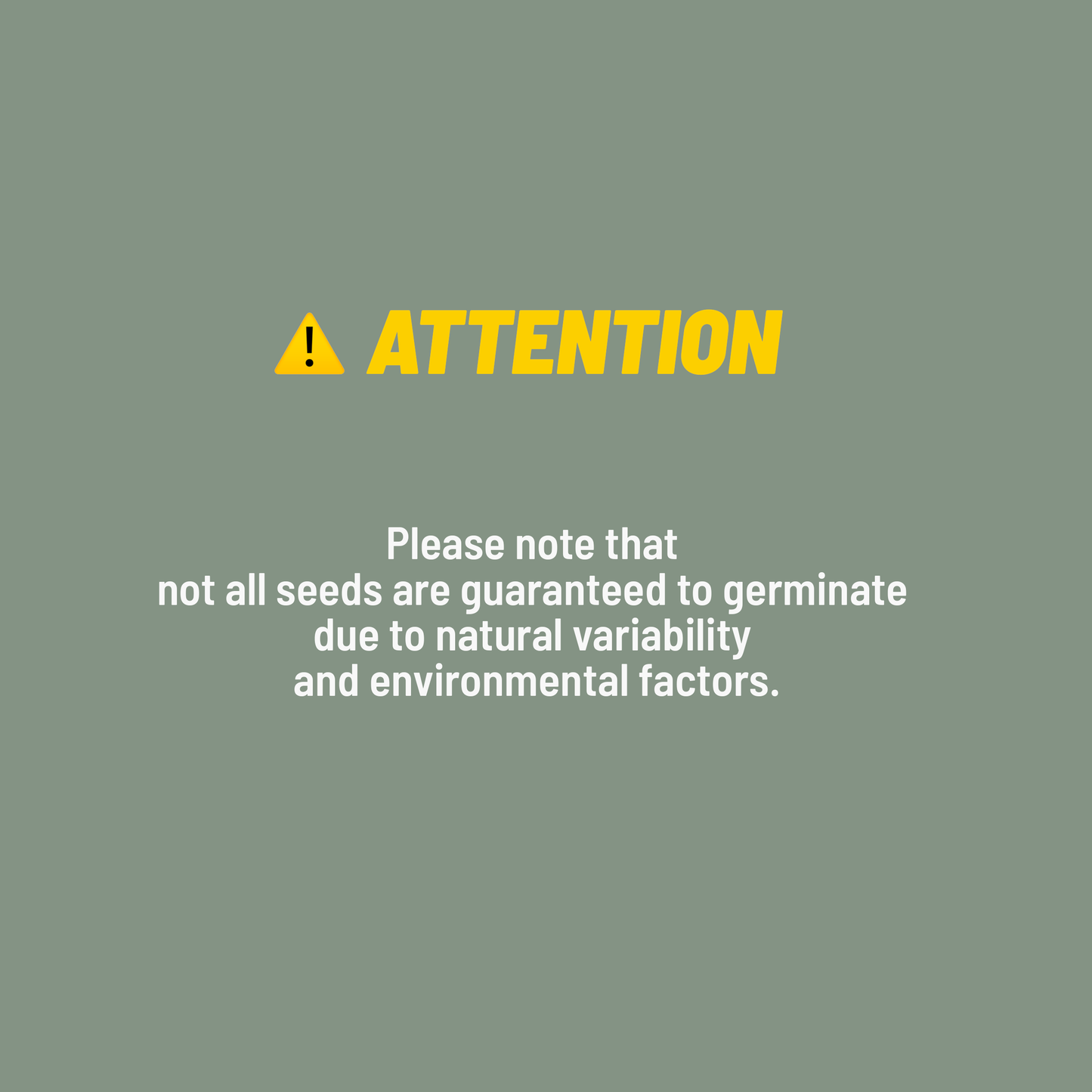 *UNGERMINATED SEEDS* Anthurium Wendlingeri X Self