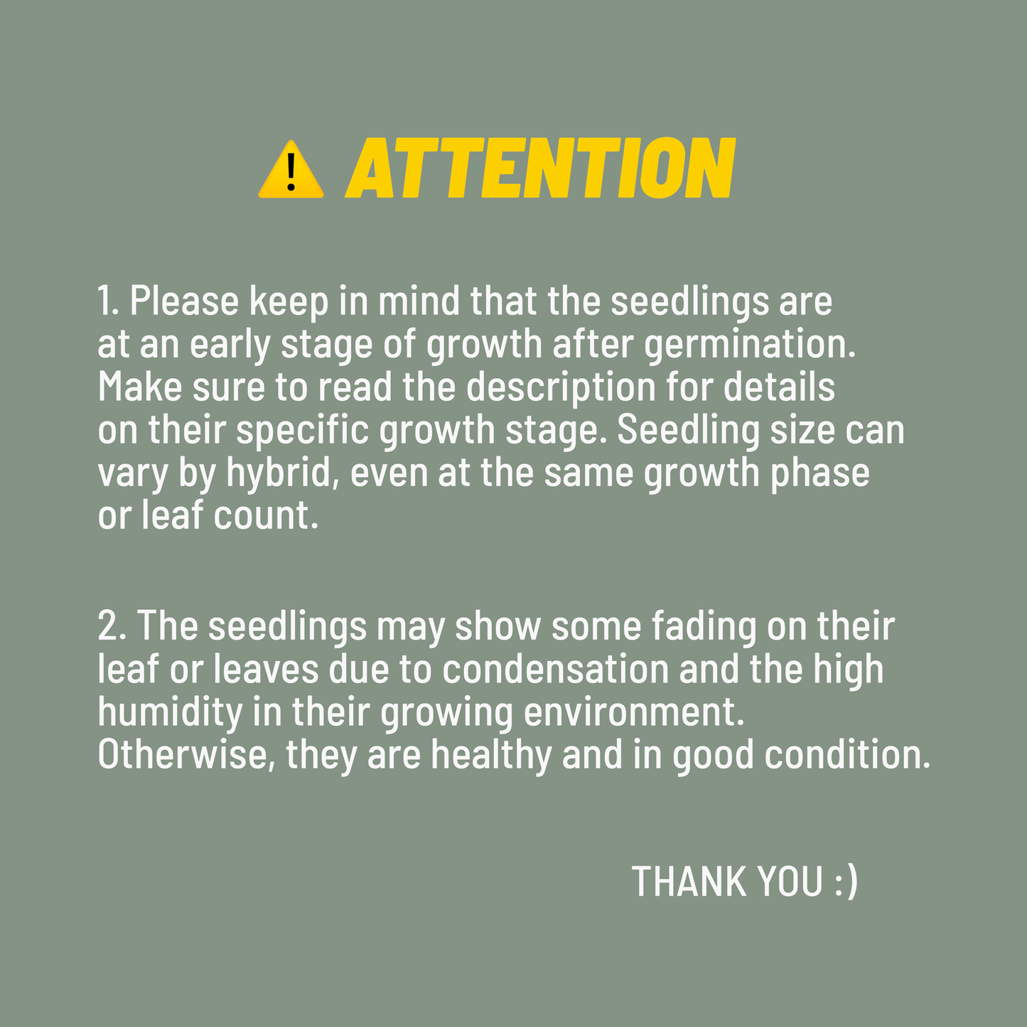 Tezula Anthurium Red Crystallinum X Anthurium Forgetii TWO-LEAF Seedlings