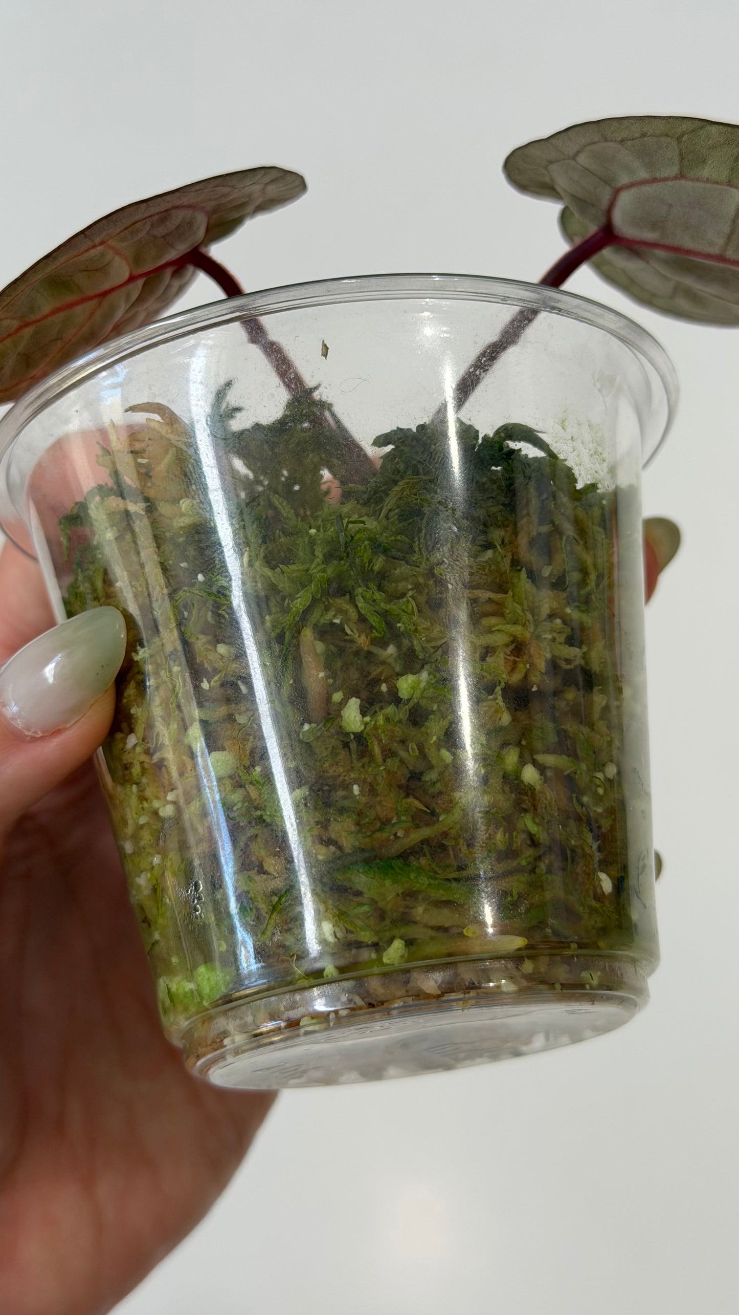 Tezula Anthurium Red Crystallinum X Self Seedling