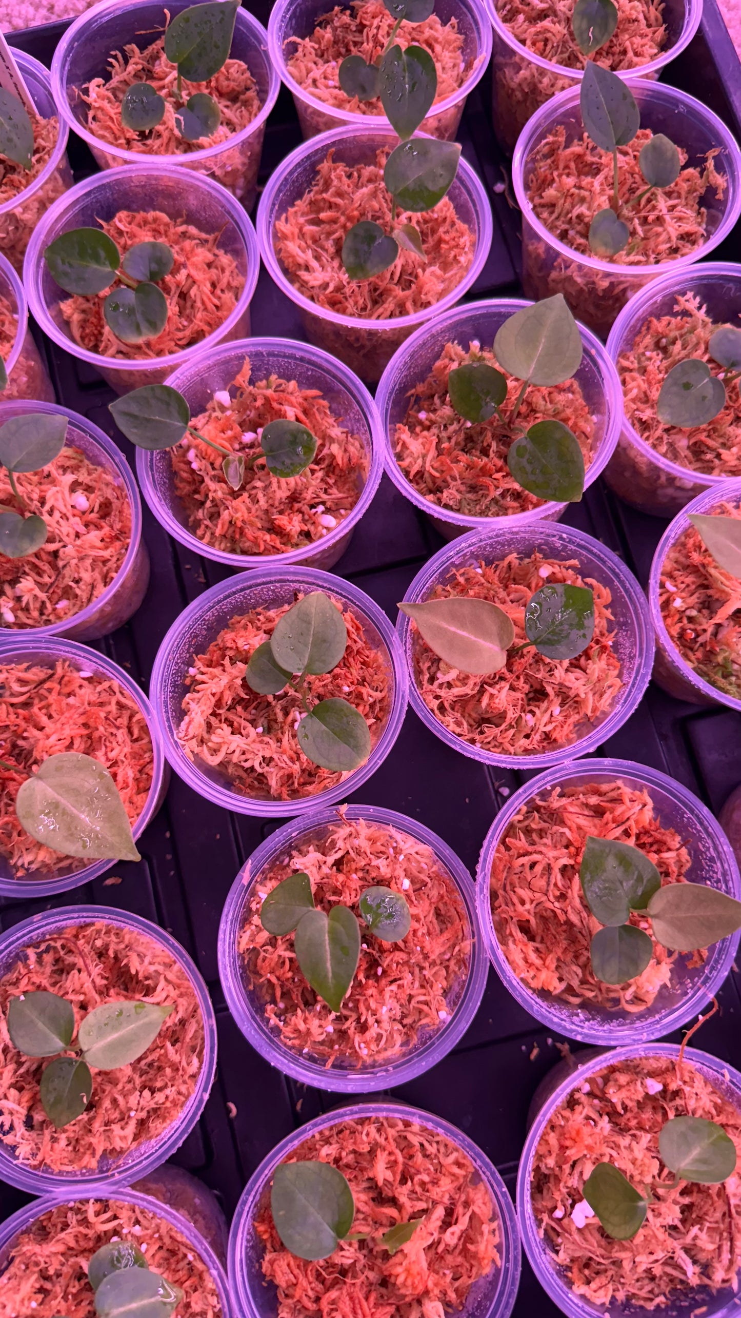 Tezula Anthurium Red Crystallinum X Anthurium Forgetii TWO-LEAF Seedlings