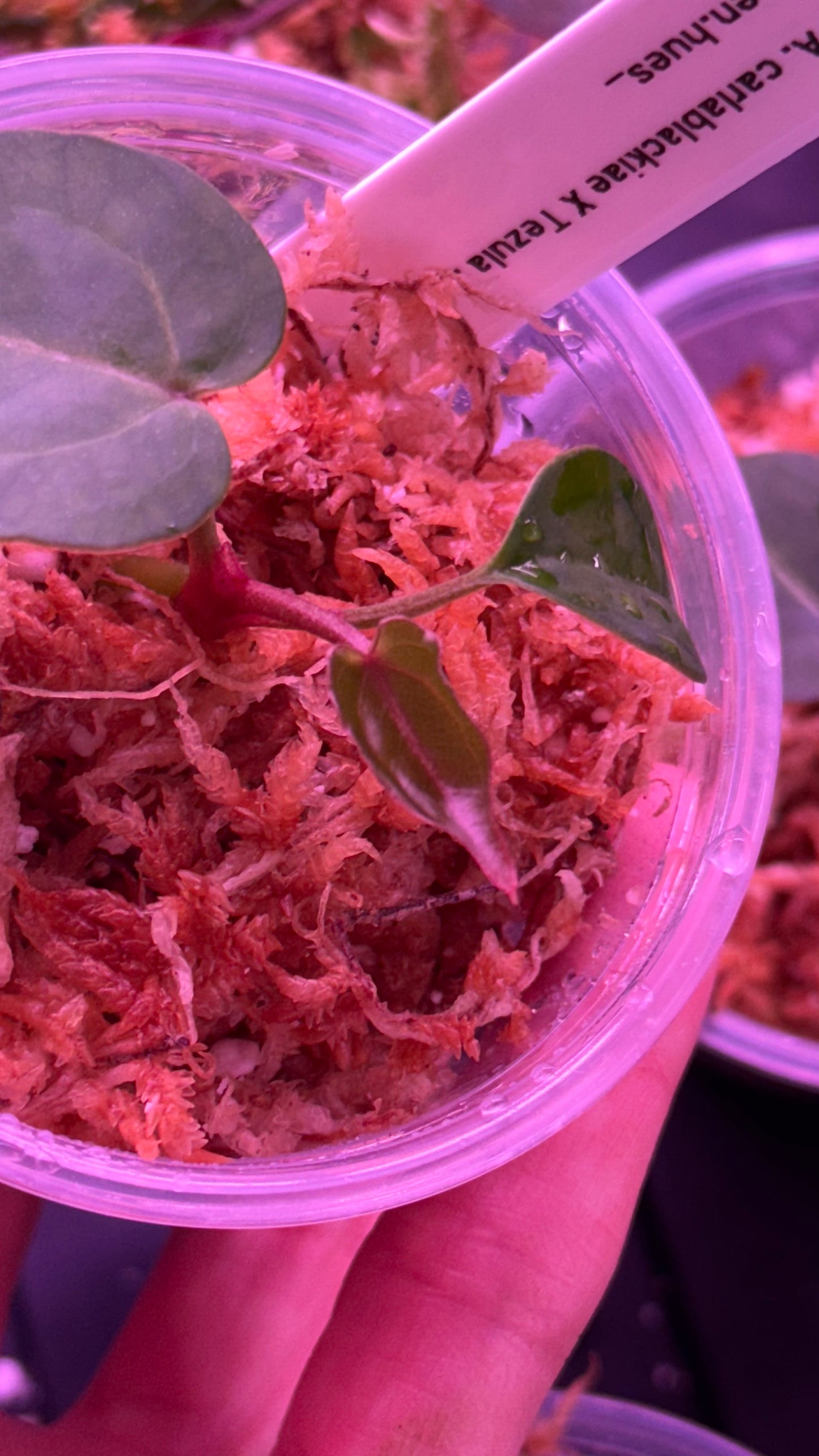 NSE Anthurium Carlablackiae X Tezula Anthurium Red Crystallinum Seedlings (3'' Pot Size)