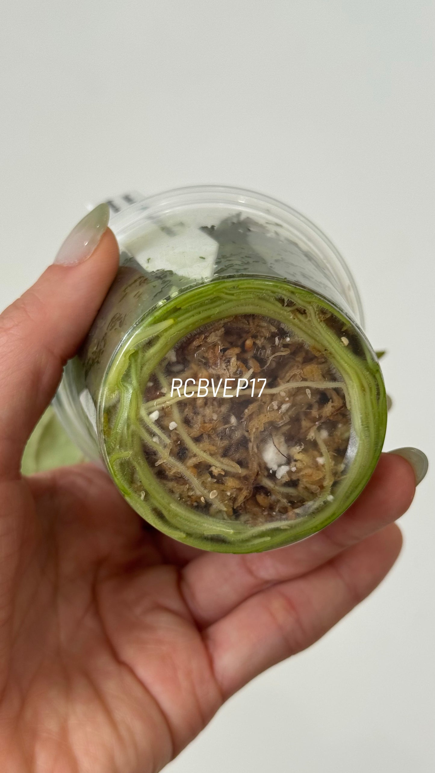 Tezula Anthurium Red Crystallinum X Scott Cohen Anthurium Antolakii (BVEP) Seedlings (3'' Pot Size)