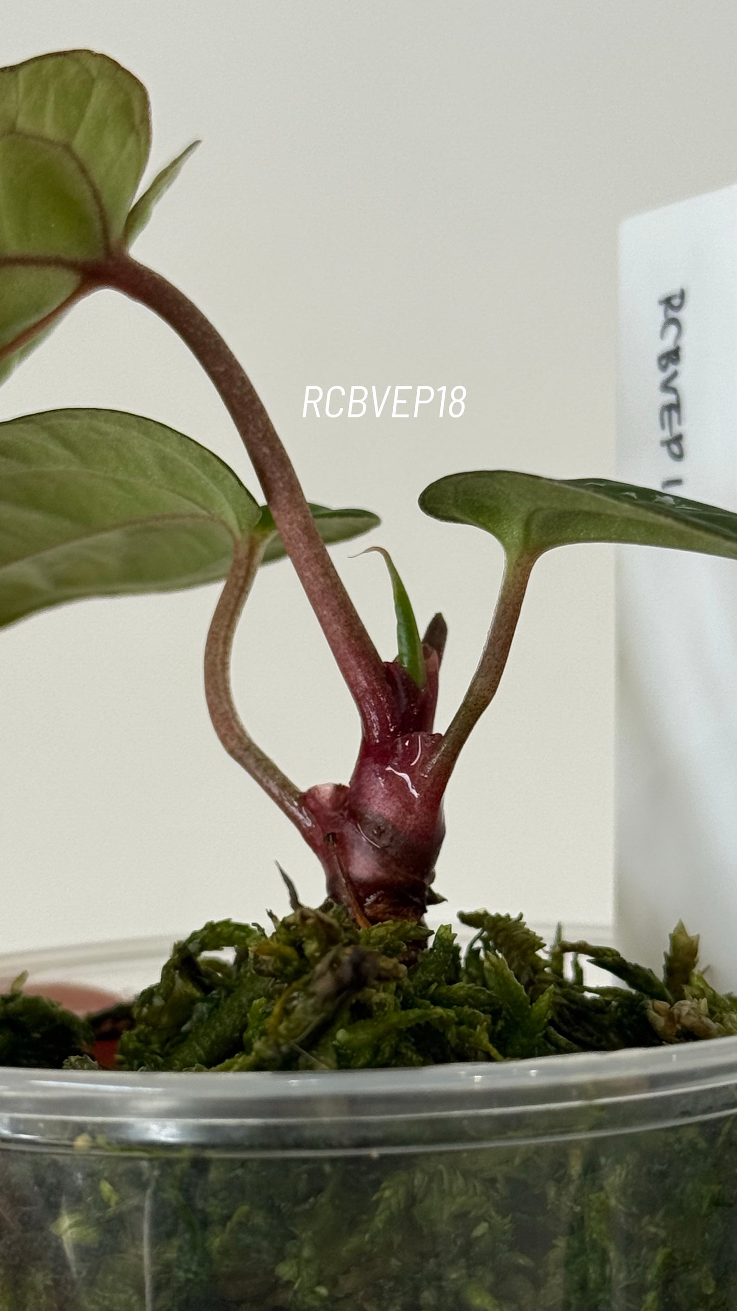 Tezula Anthurium Red Crystallinum X Scott Cohen Anthurium Antolakii (BVEP) Seedlings (3'' Pot Size)