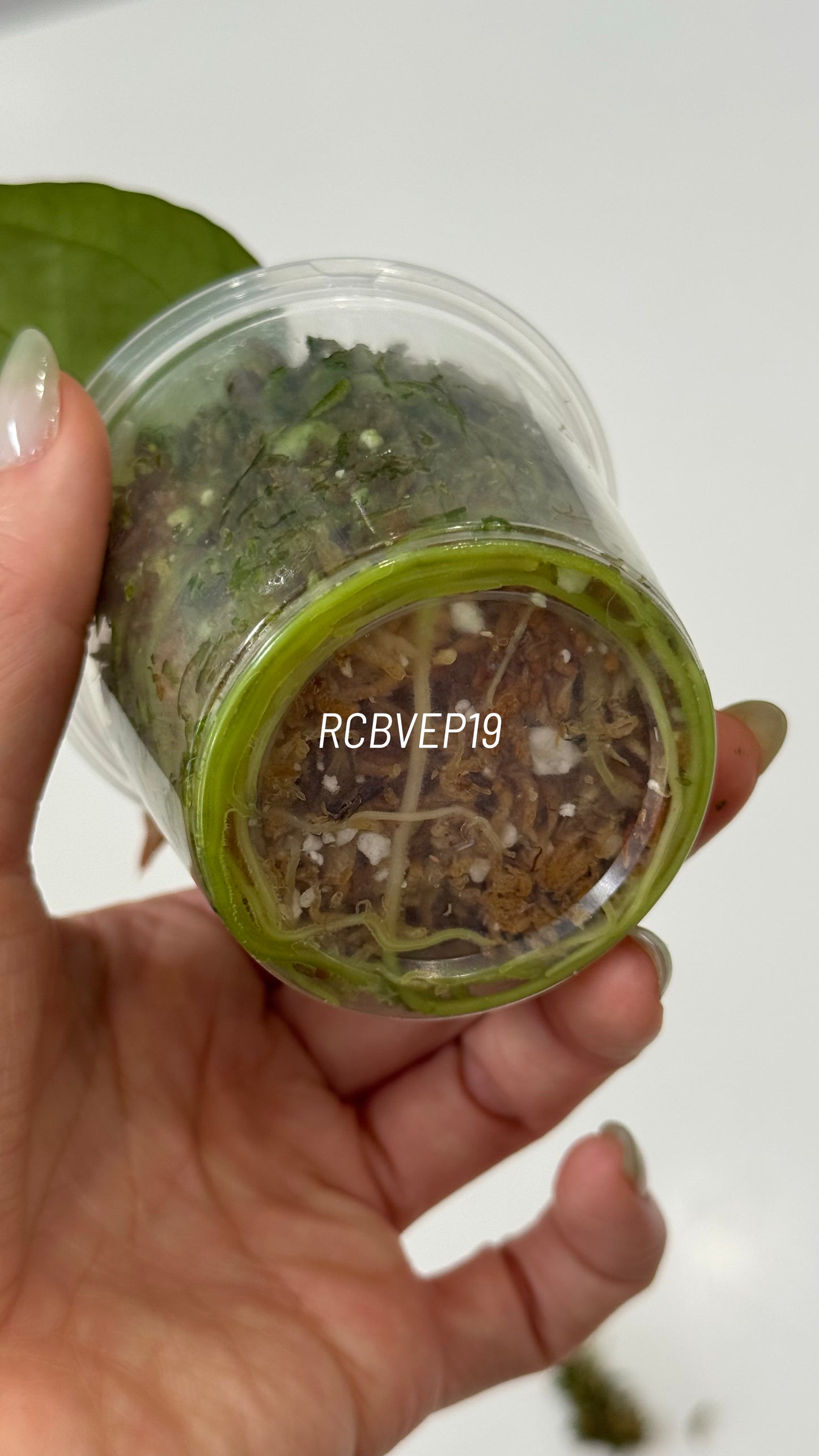 Tezula Anthurium Red Crystallinum X Scott Cohen Anthurium Antolakii (BVEP) Seedlings (3'' Pot Size)