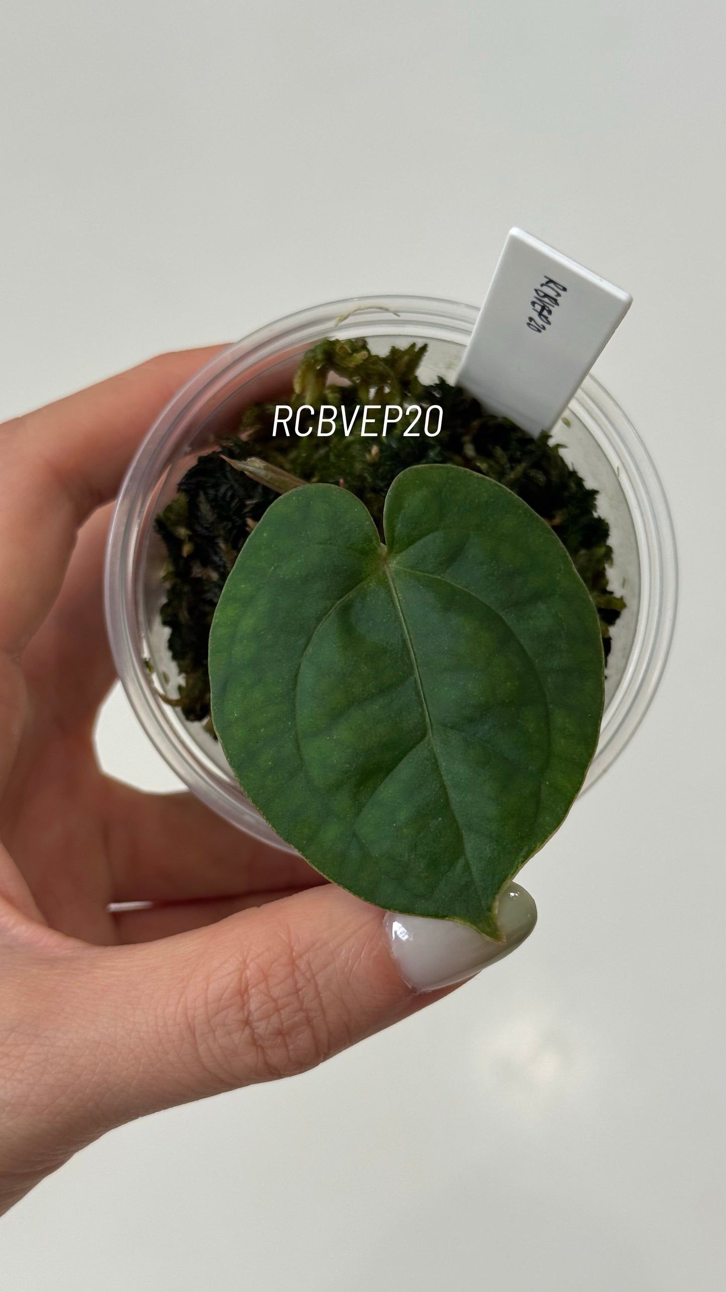 Tezula Anthurium Red Crystallinum X Scott Cohen Anthurium Antolakii (BVEP) Seedlings (3'' Pot Size)