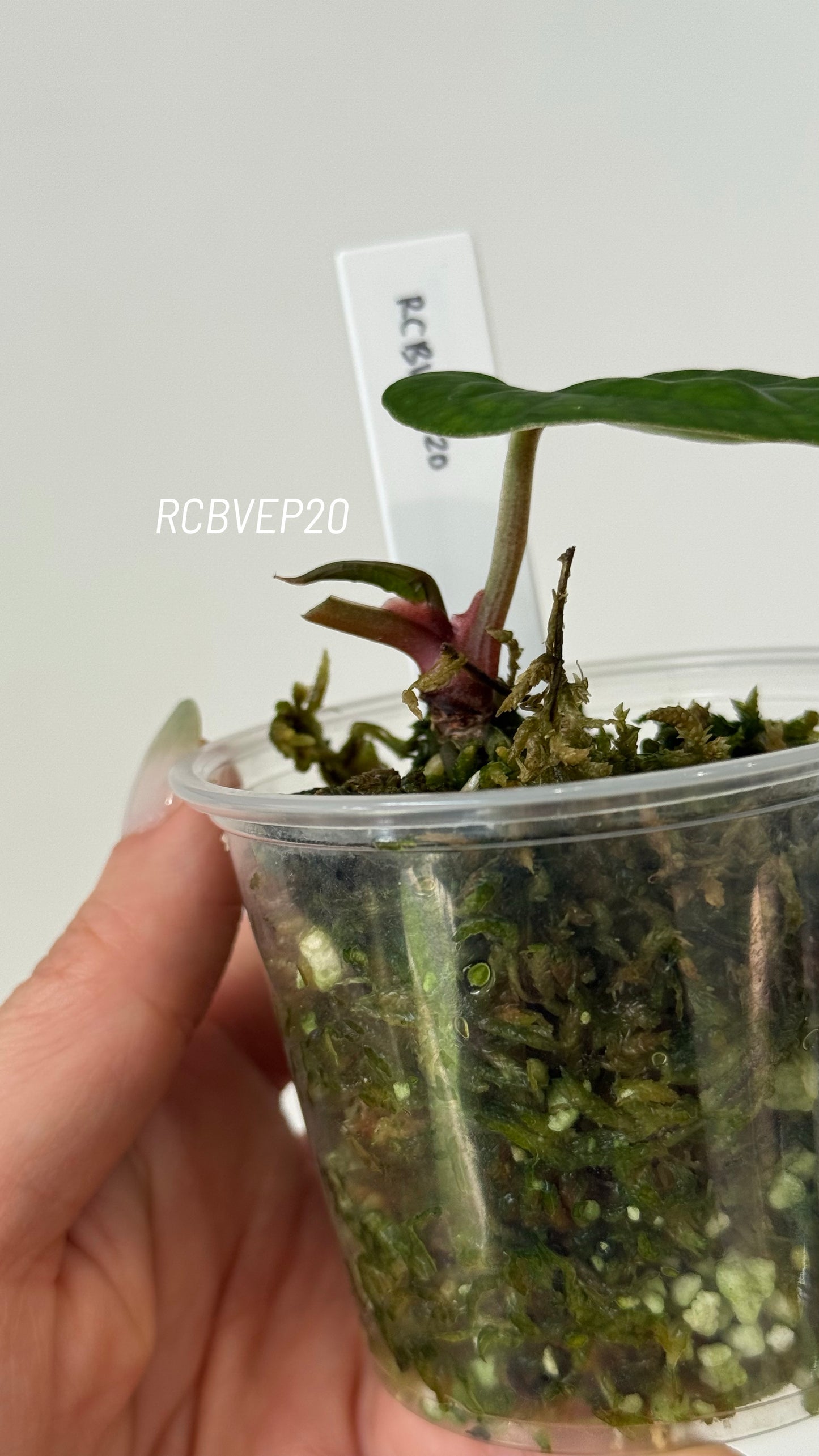 Tezula Anthurium Red Crystallinum X Scott Cohen Anthurium Antolakii (BVEP) Seedlings (3'' Pot Size)