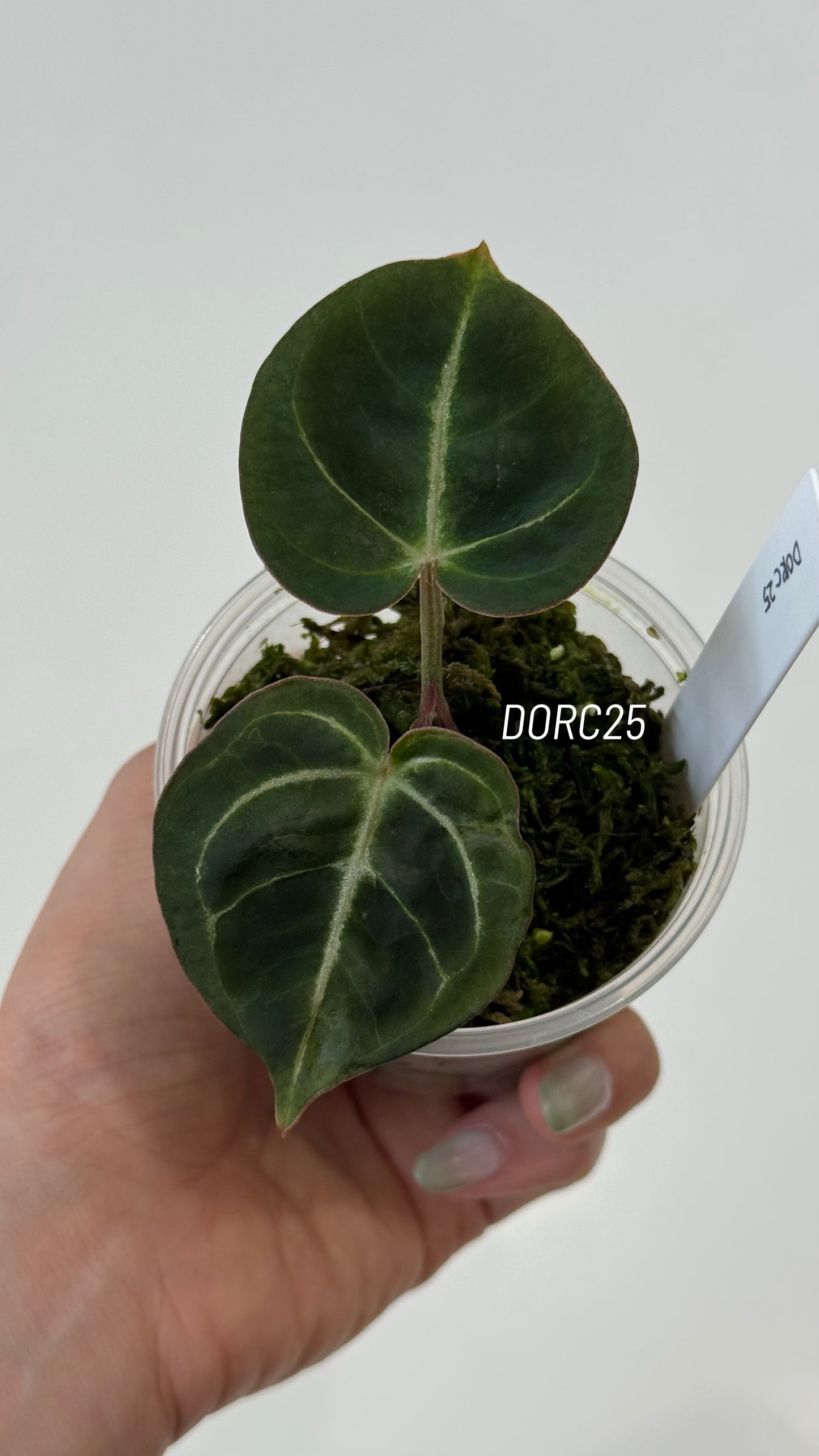 Anthurium Dorayaki X Tezula Anthurium Red Crystallinum Seedlings (3'' Pot Size)