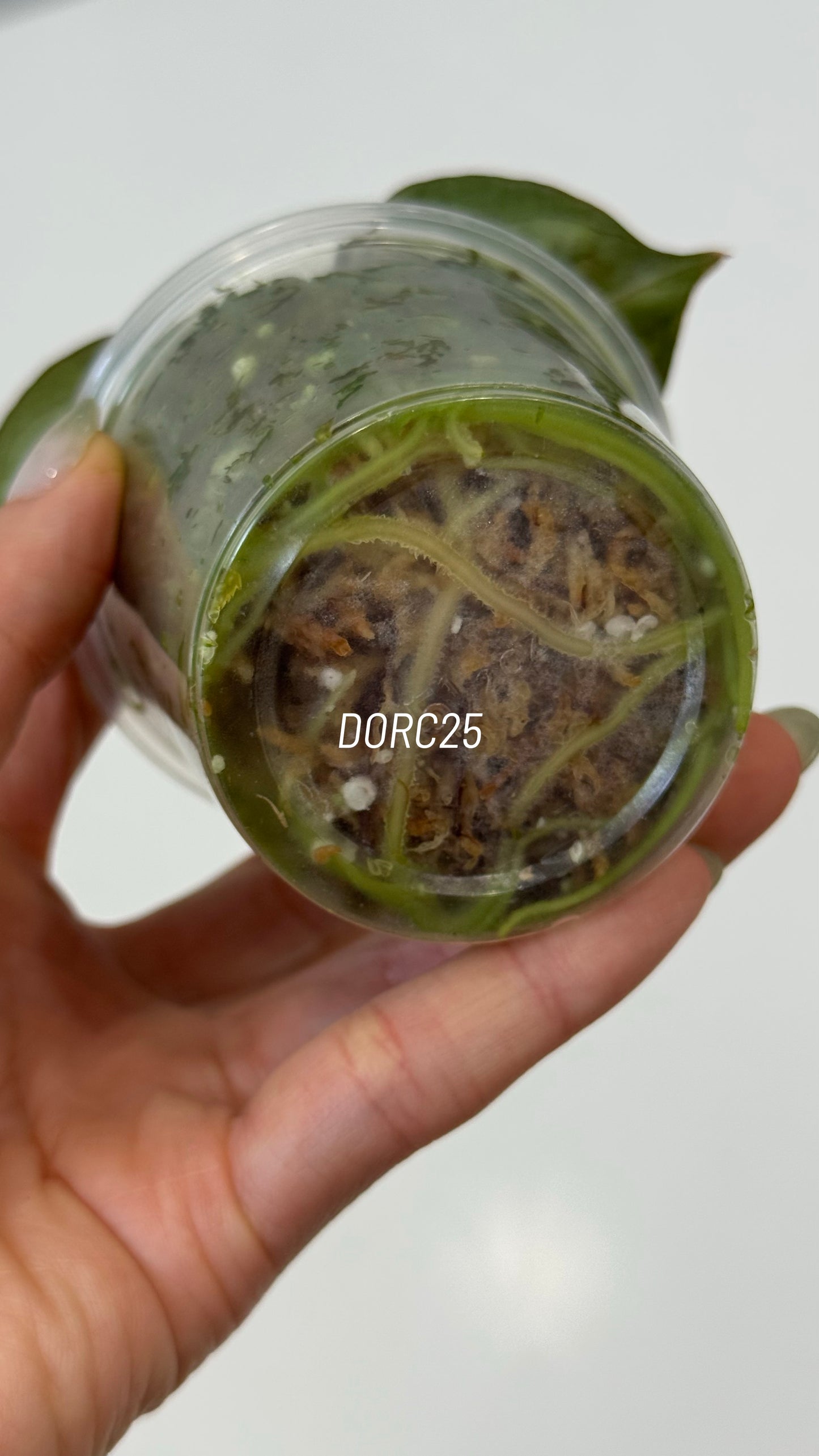 Anthurium Dorayaki X Tezula Anthurium Red Crystallinum Seedlings (3'' Pot Size)