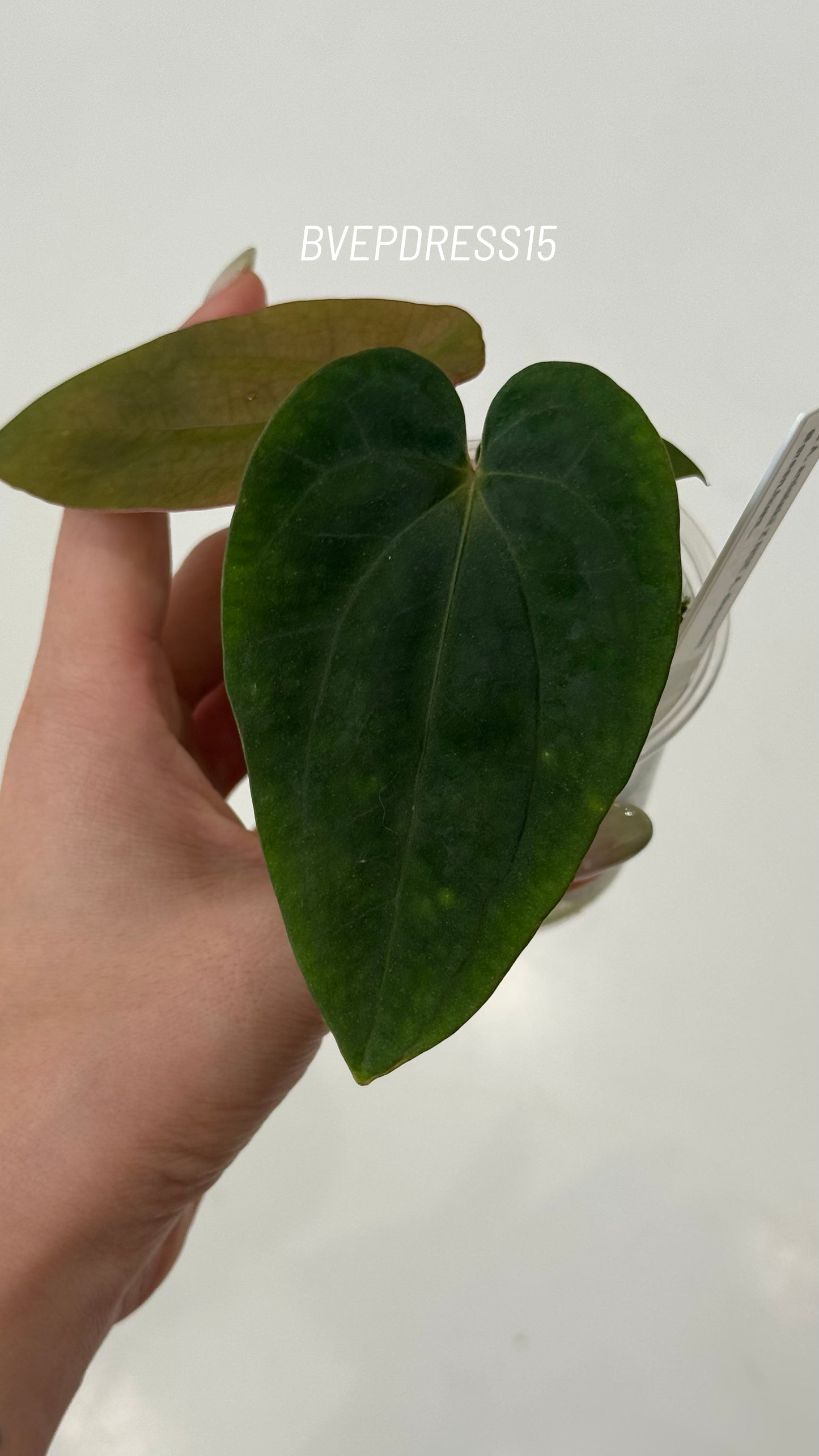 SC Anthurium Antolakii X NSE Anthurium Dressleri Seedlings (3'' Pot Size)
