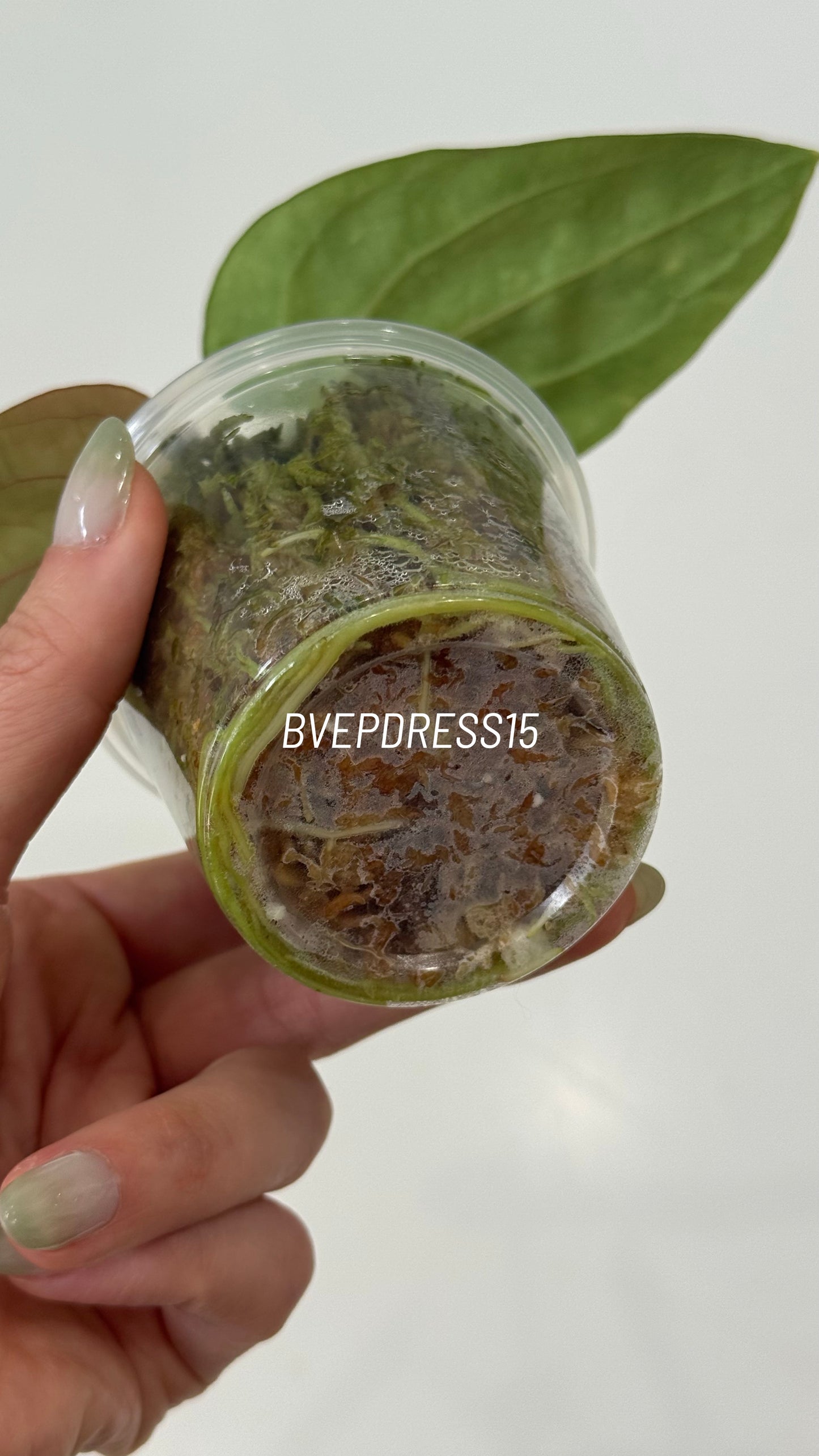 SC Anthurium Antolakii X NSE Anthurium Dressleri Seedlings (3'' Pot Size)