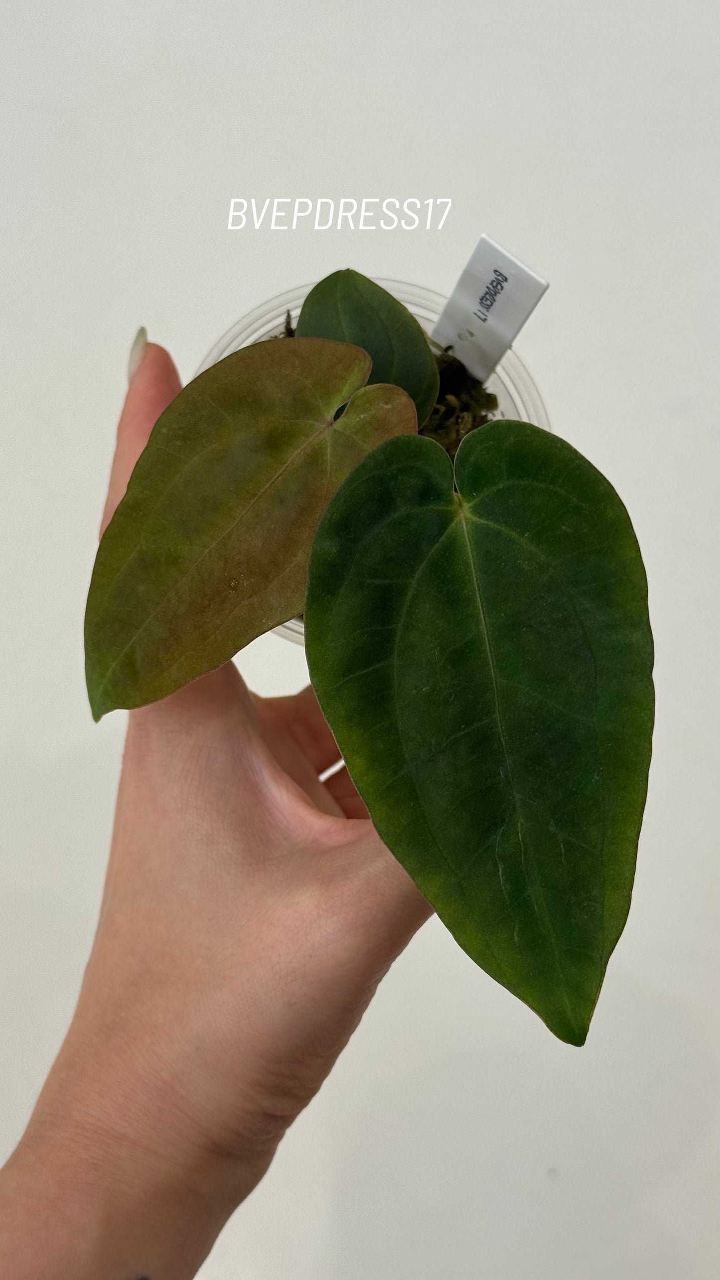 SC Anthurium Antolakii X NSE Anthurium Dressleri Seedlings (3'' Pot Size)