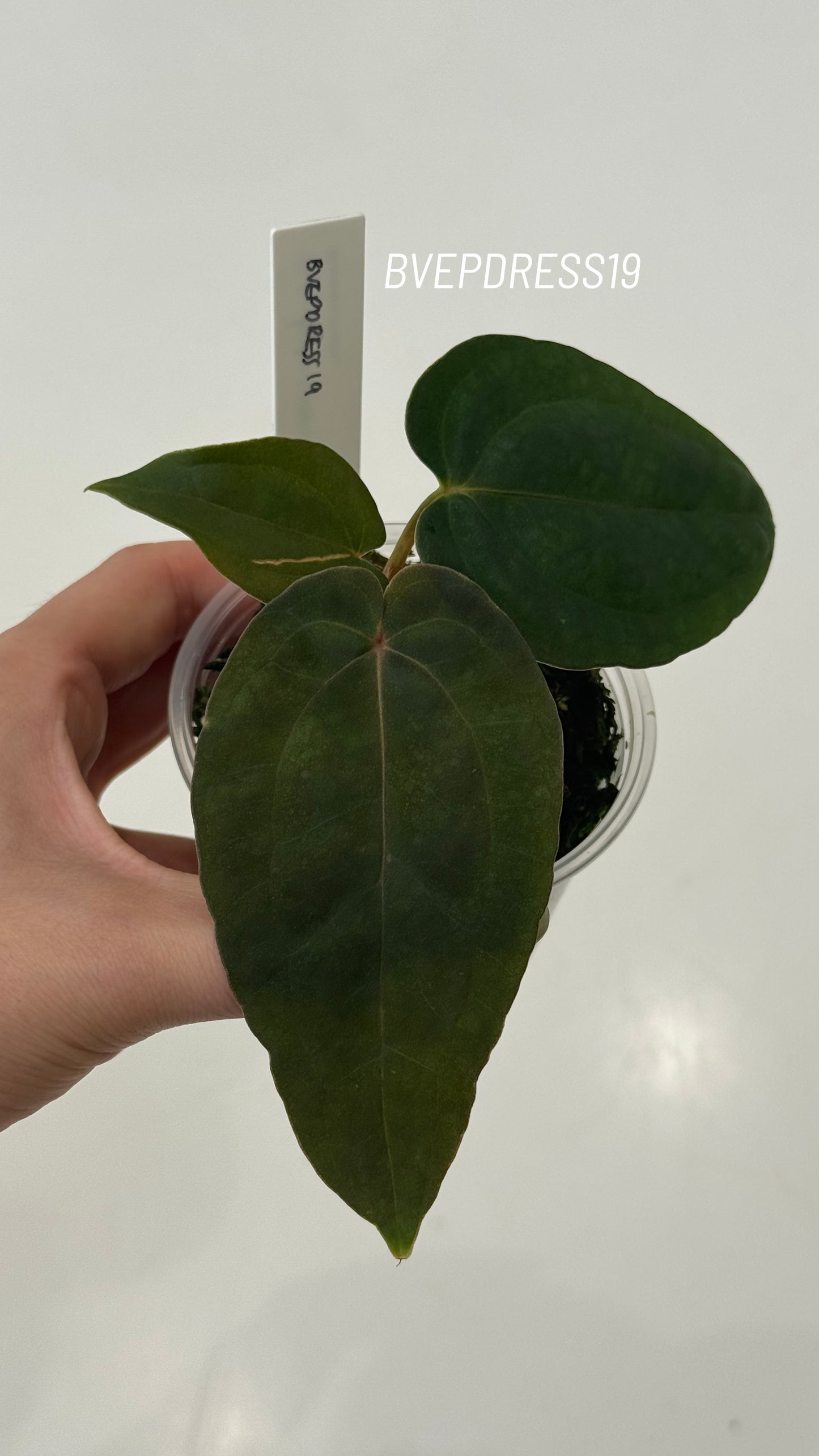 SC Anthurium Antolakii X NSE Anthurium Dressleri Seedlings (3'' Pot Size)