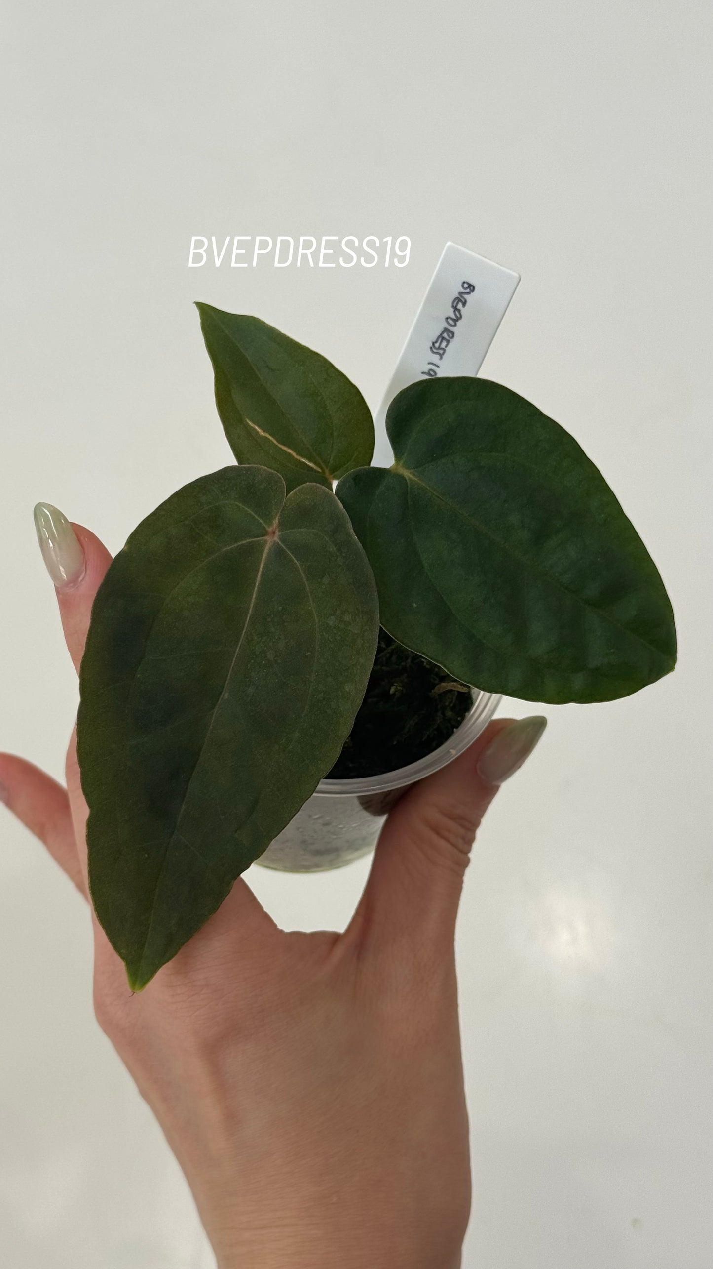 SC Anthurium Antolakii X NSE Anthurium Dressleri Seedlings (3'' Pot Size)