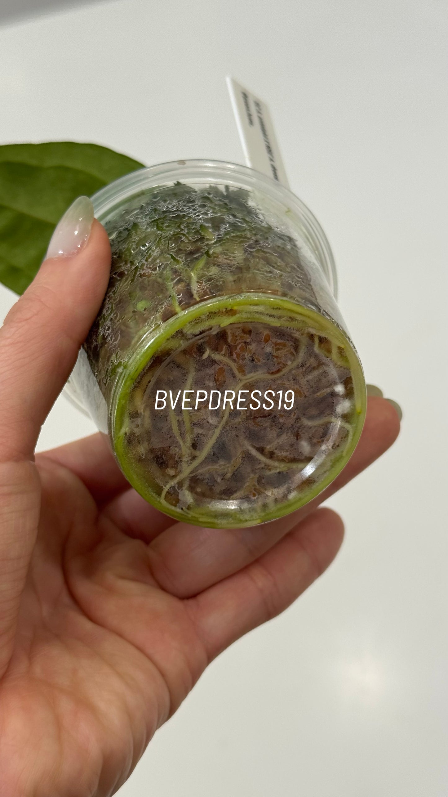 SC Anthurium Antolakii X NSE Anthurium Dressleri Seedlings (3'' Pot Size)