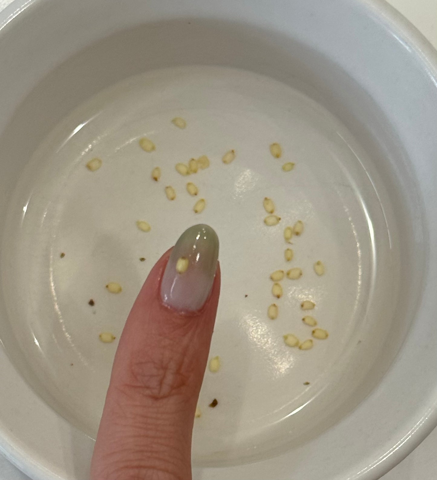 *UNGERMINATED SEEDS* Anthurium Wendlingeri X Self