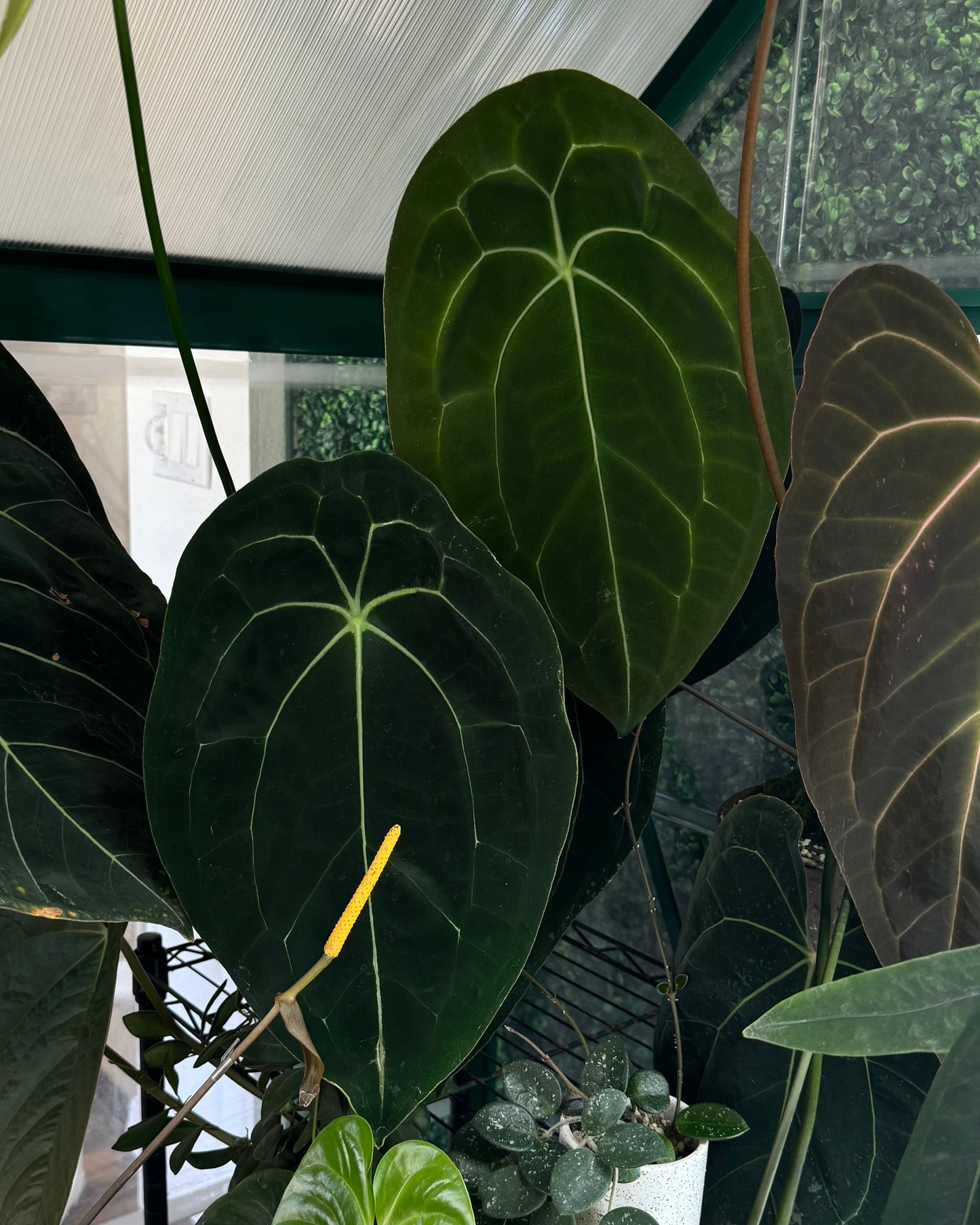 Tezula Anthurium Red Crystallinum X Anthurium Forgetii ONE-LEAF Seedlings