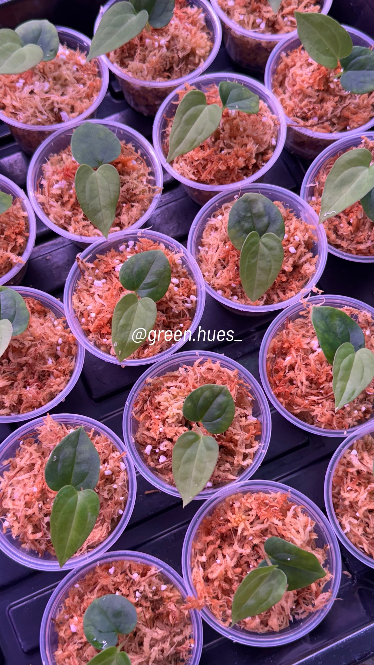 SC Anthurium Antolakii X NSE Anthurium Dressleri TWO-LEAF Seedlings