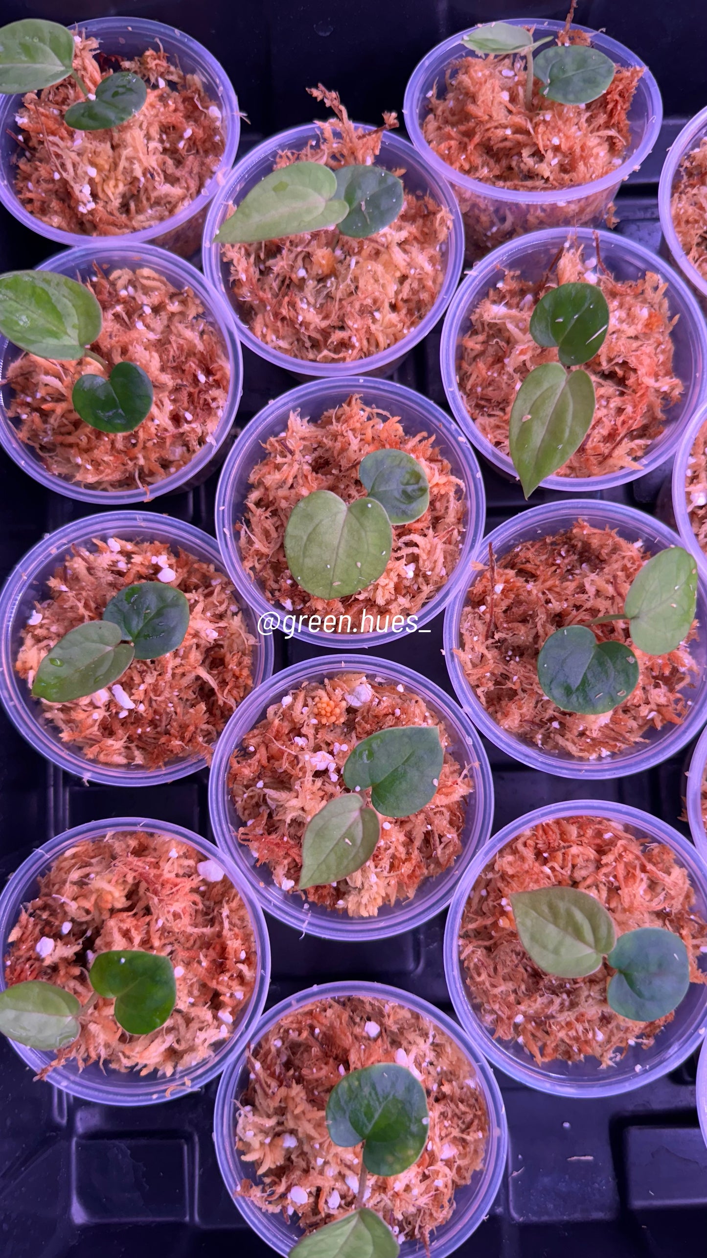 Tezula Anthurium Red Crystallinum X NSE Anthurium Dressleri TWO-LEAF Seedlings