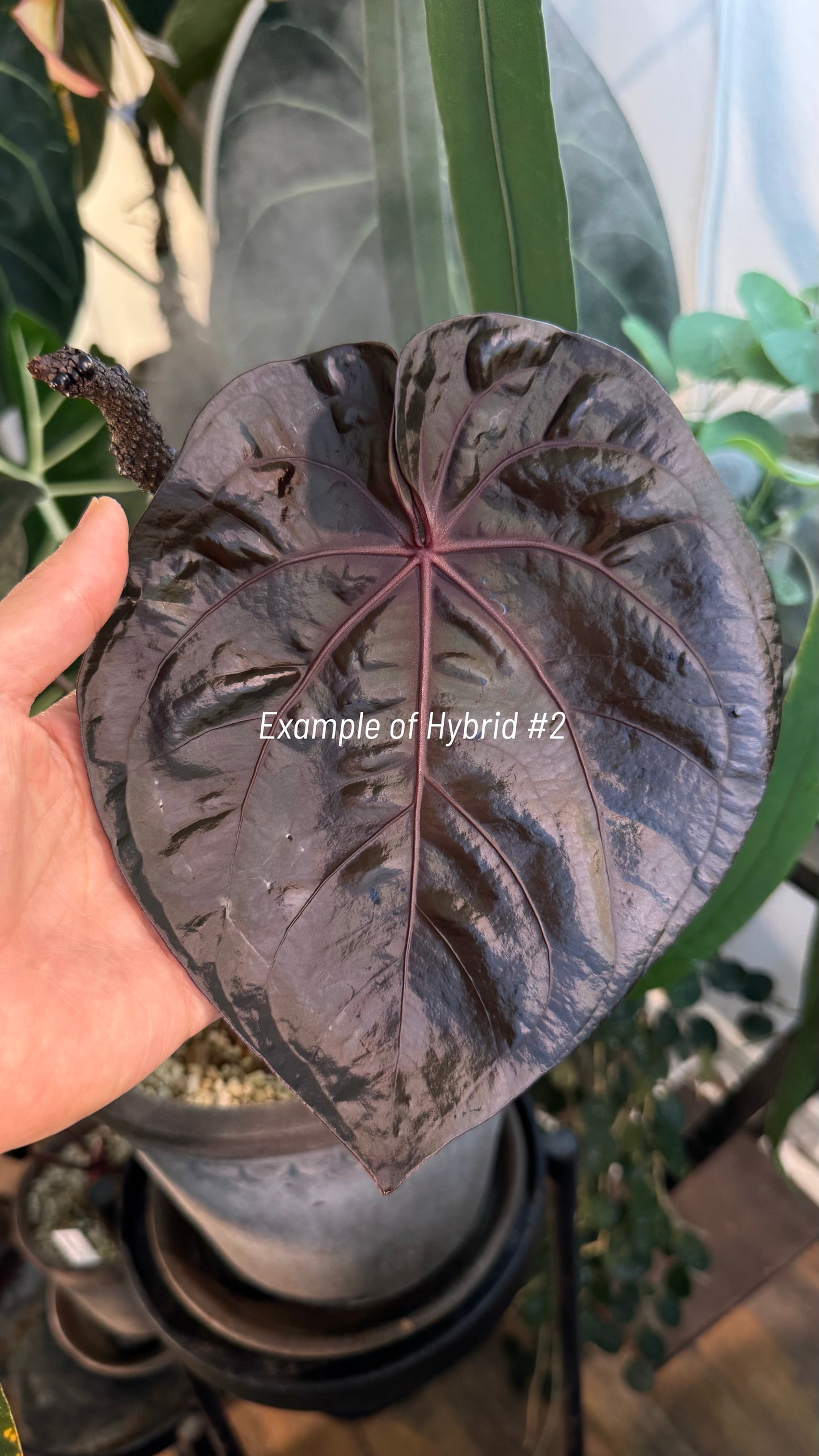Tezula Anthurium Red Crystallinum X NSE Anthurium Dressleri TWO-LEAF Seedlings