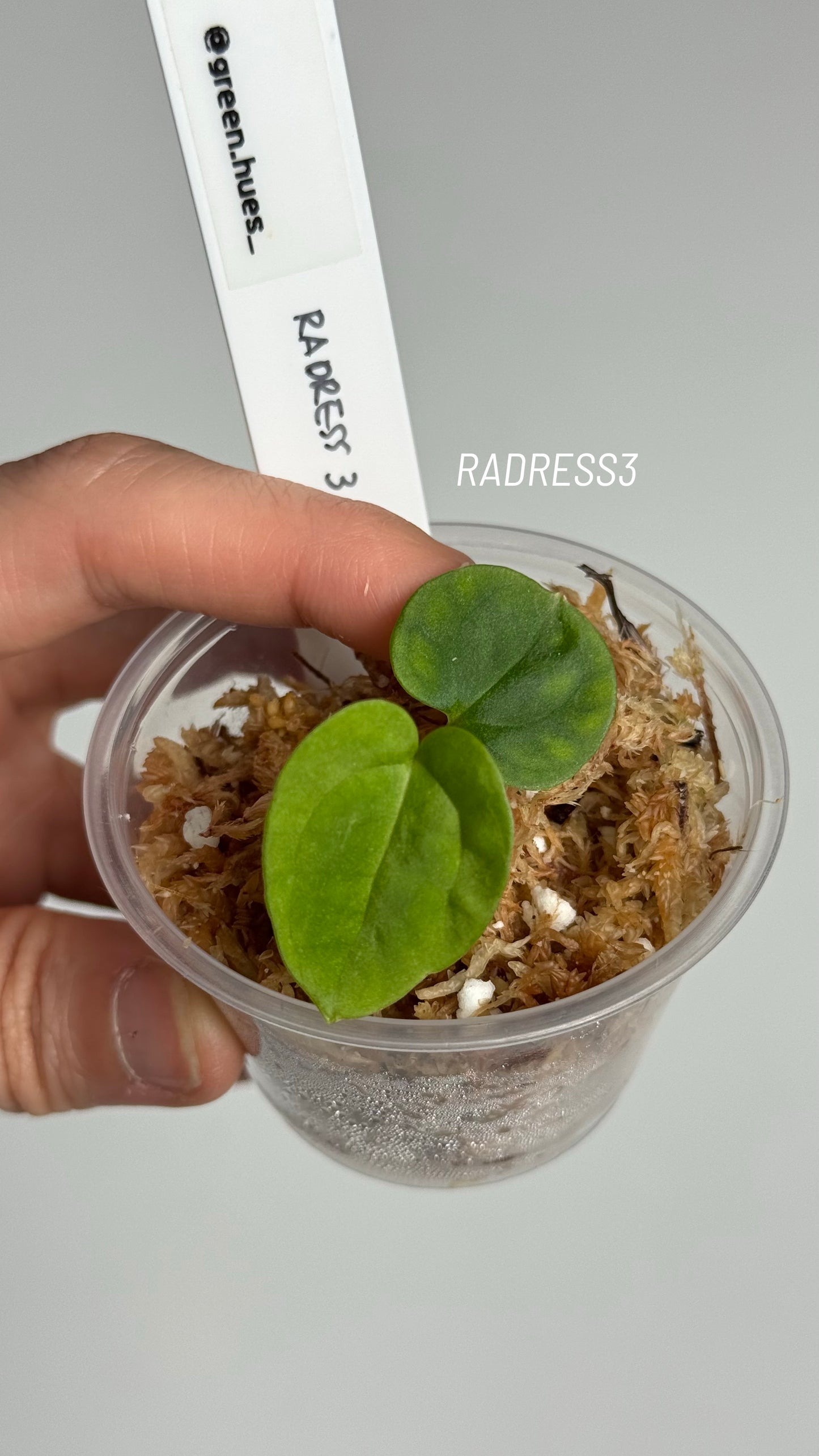 NSE Anthurium Papillilaminum RA Unnumbered Self X NSE Anthurium Dressleri Seedlings