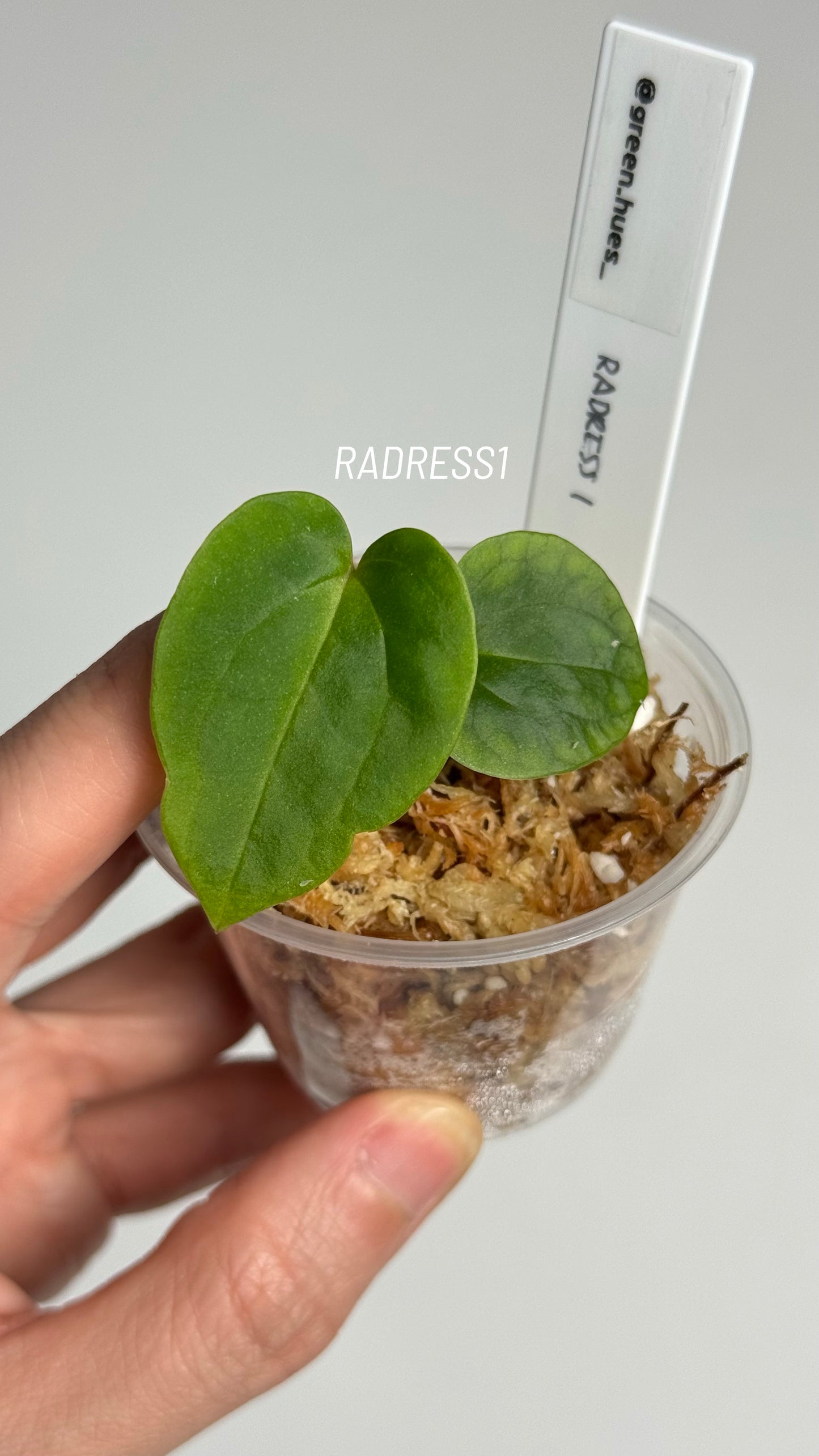 NSE Anthurium Papillilaminum RA Unnumbered Self X NSE Anthurium Dressleri Seedlings