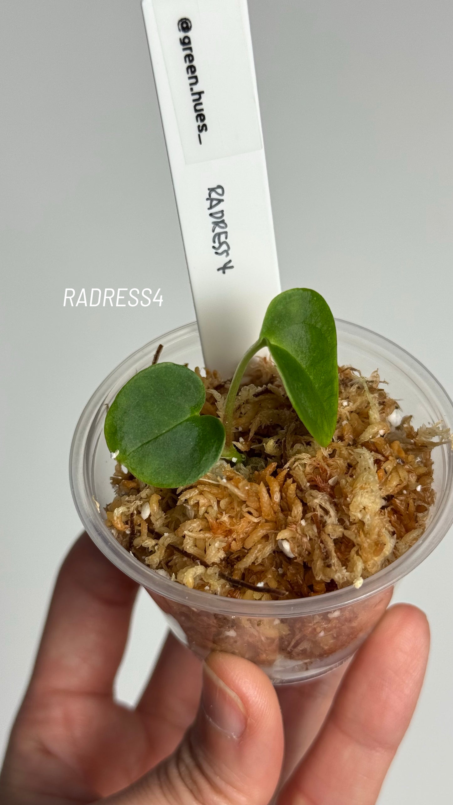 NSE Anthurium Papillilaminum RA Unnumbered Self X NSE Anthurium Dressleri Seedlings