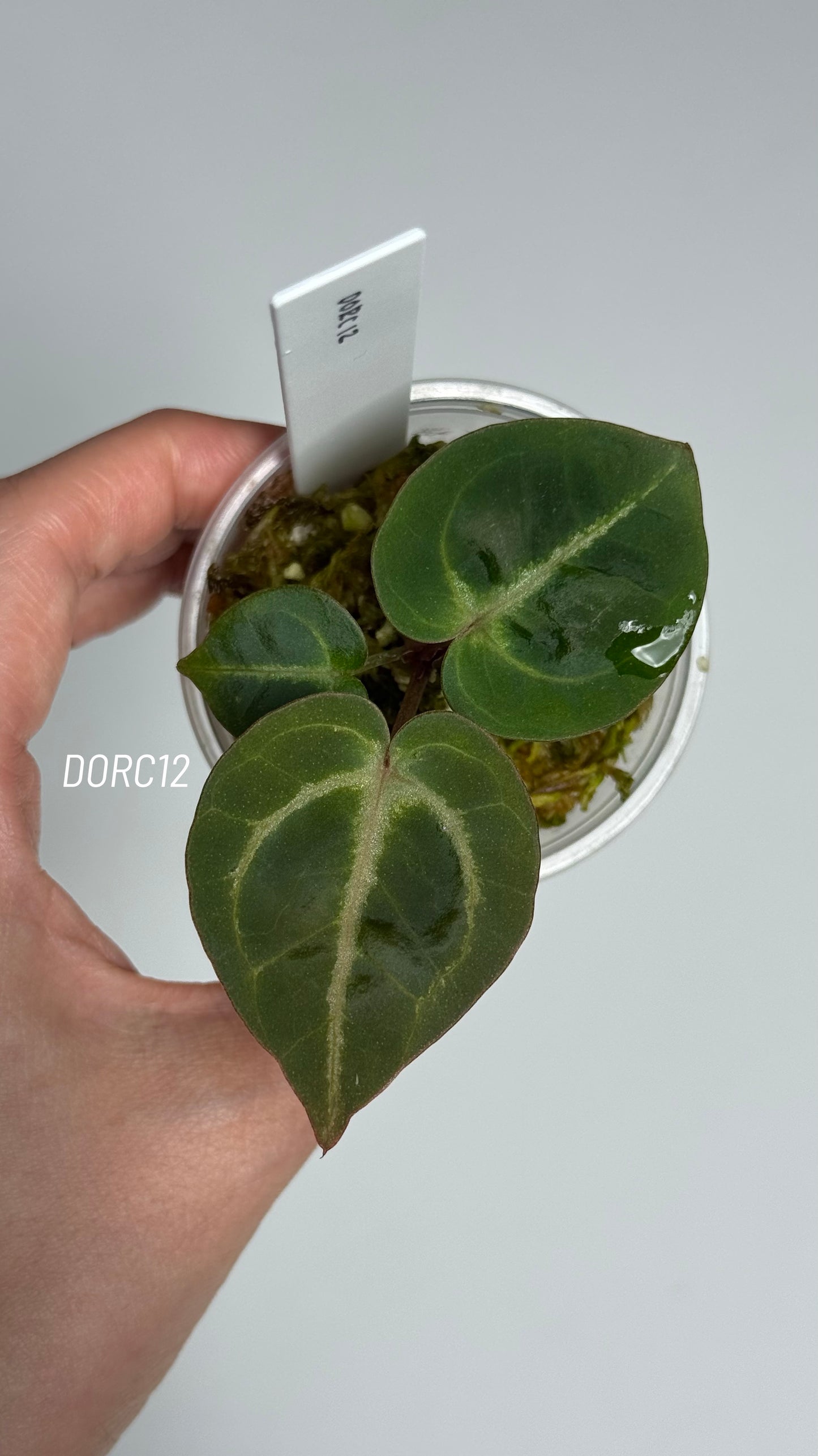 Anthurium Dorayaki X Tezula Anthurium Red Crystallinum Seedlings (2.5'' Pot Size)