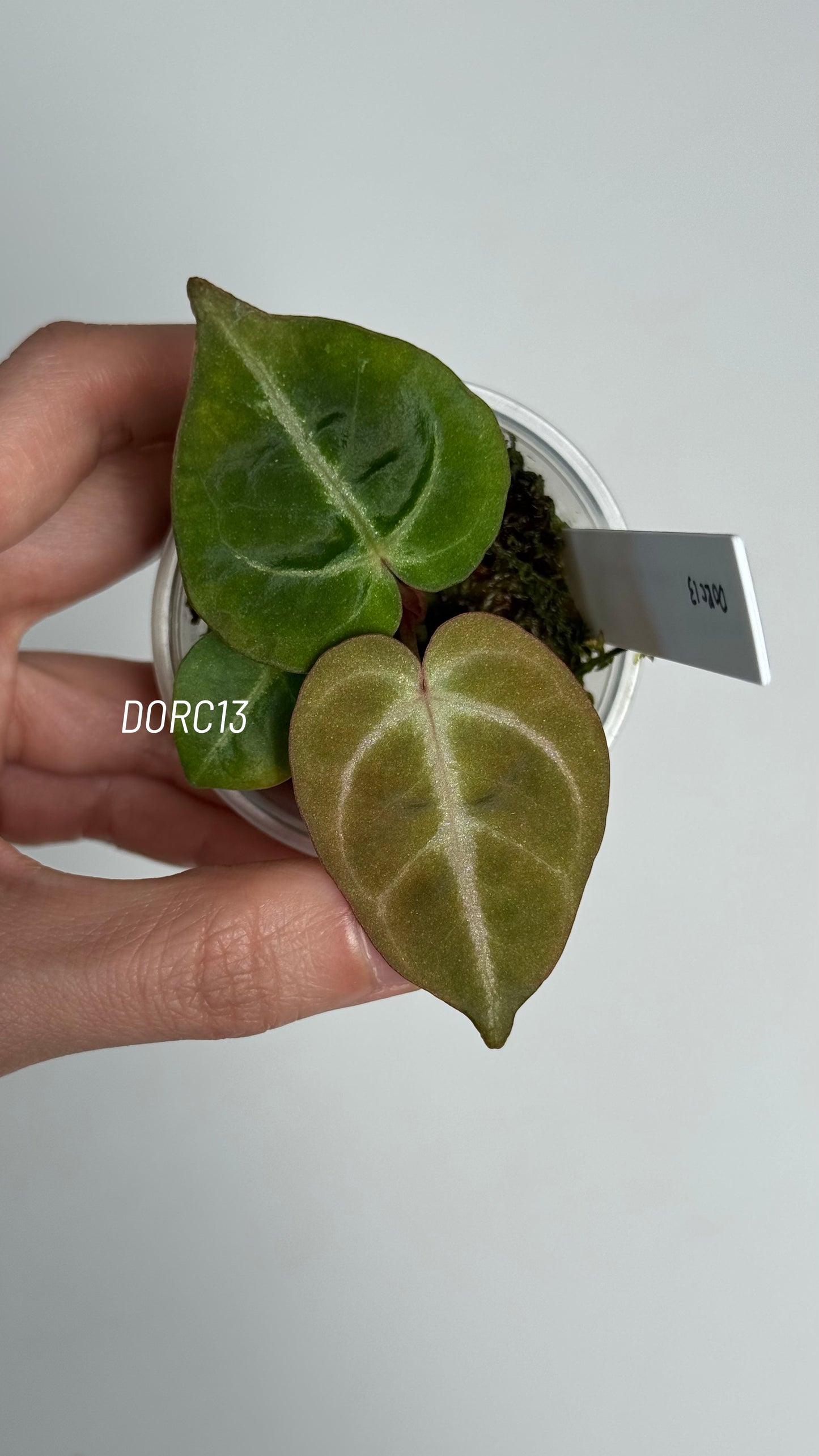 Anthurium Dorayaki X Tezula Anthurium Red Crystallinum Seedlings (2.5'' Pot Size)