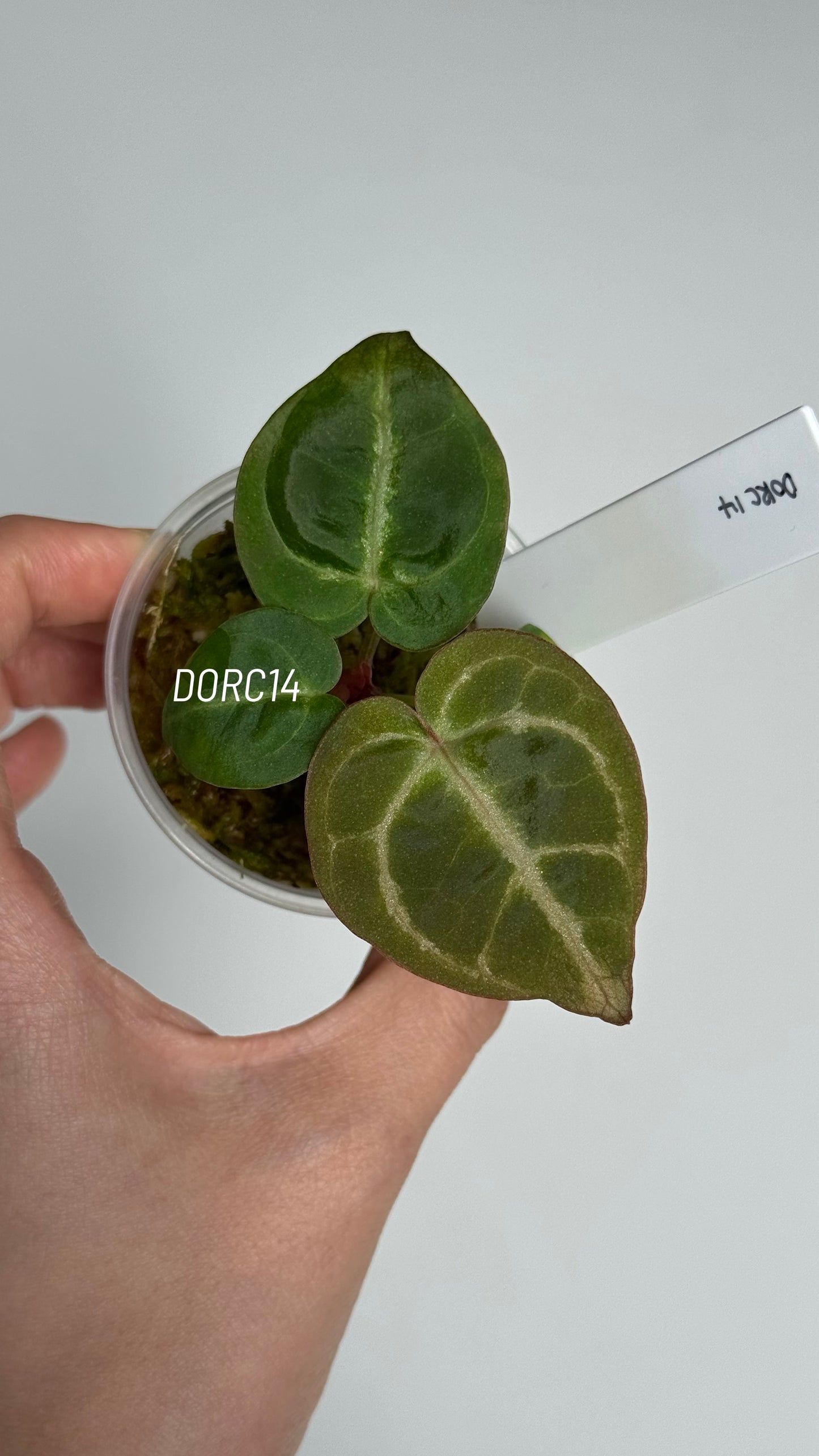 Anthurium Dorayaki X Tezula Anthurium Red Crystallinum Seedlings (2.5'' Pot Size)