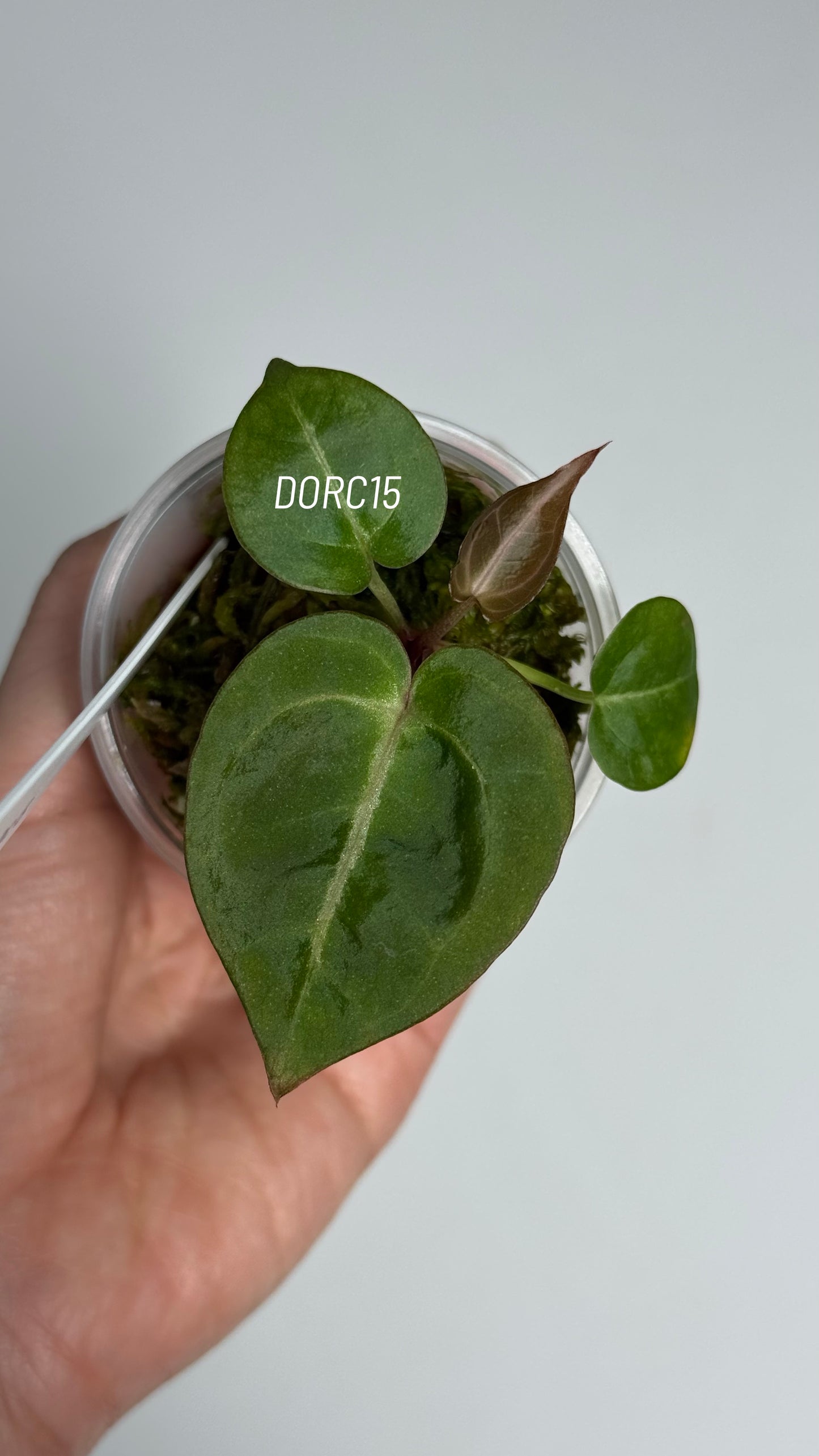 Anthurium Dorayaki X Tezula Anthurium Red Crystallinum Seedlings (2.5'' Pot Size)