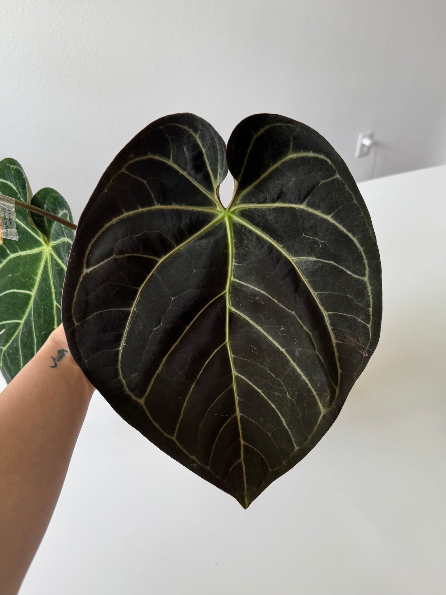 (Anthurium Carlablackiae X Anthurium Papillilaminum) F3 X NSE Anthurium Dressleri ONE-LEAF Seedlings