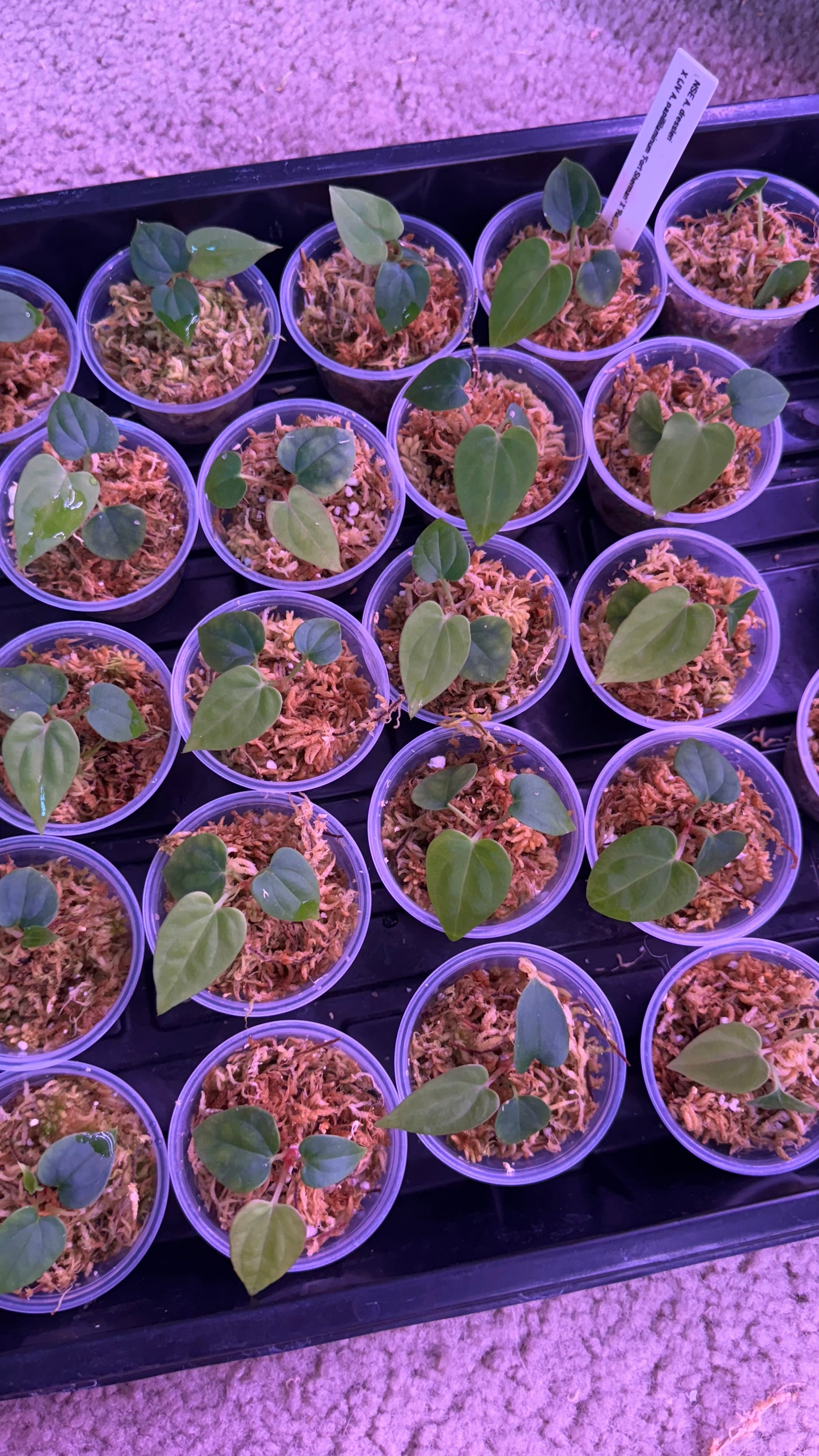 NSE Anthurium Dressleri X (Jay Vannini Anthurium Papillilaminum 'Fort Sherman' X 'Ralph Lynam') THREE-LEAF Seedlings