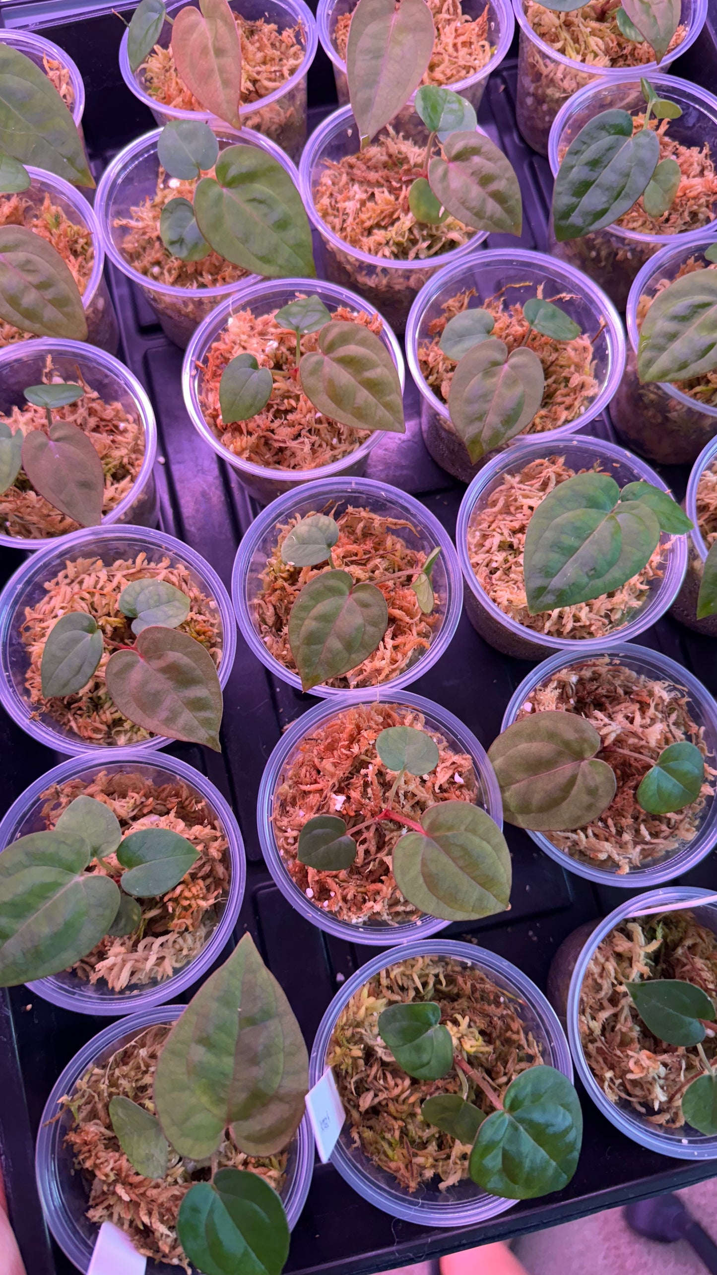Tezula Anthurium Red Crystallinum X NSE Anthurium Dressleri Seedlings (3'' Pot Size)