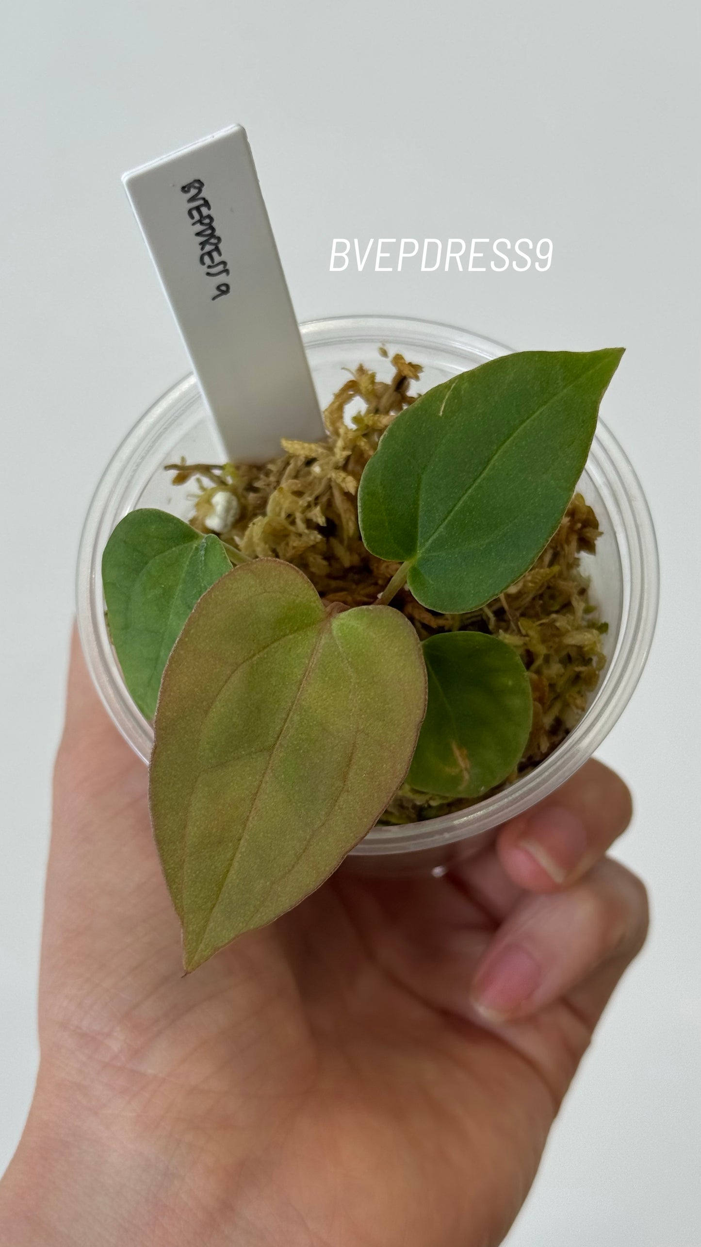 SC Anthurium Antolakii X NSE Anthurium Dressleri Seedlings (3'' Pot Size)