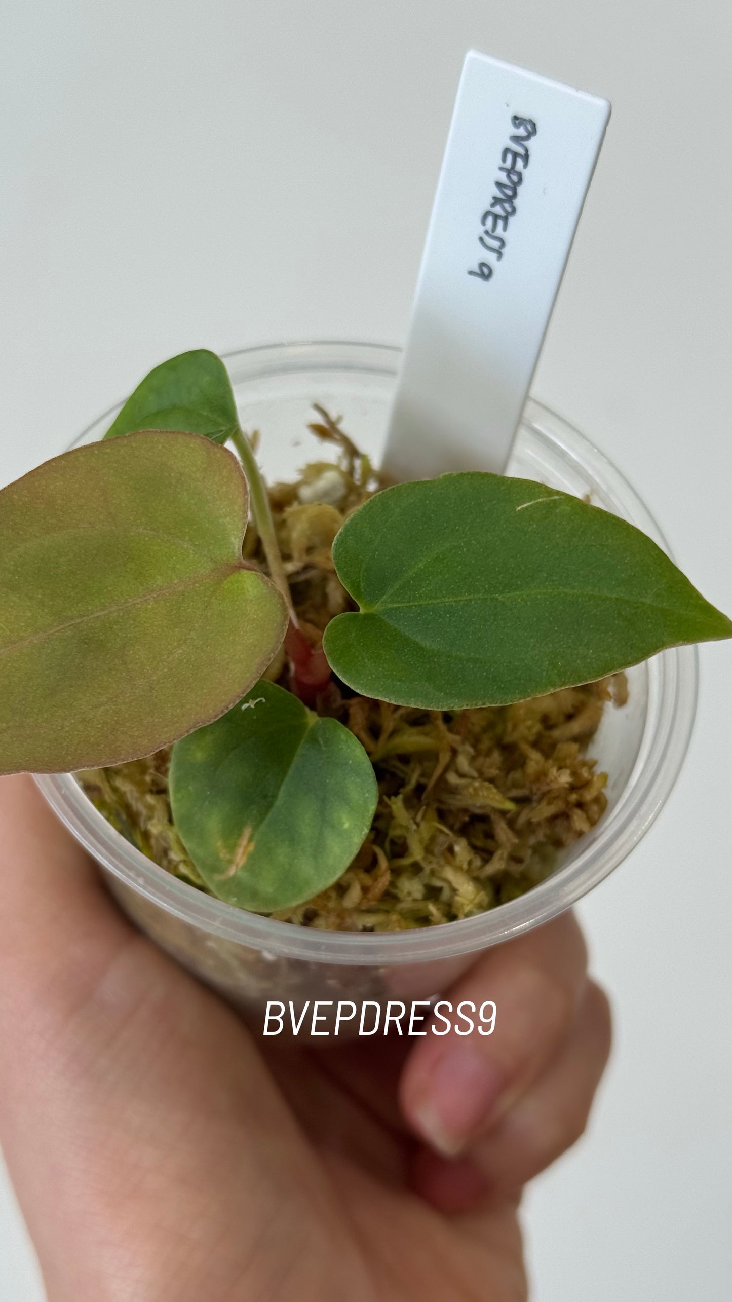 SC Anthurium Antolakii X NSE Anthurium Dressleri Seedlings (3'' Pot Size)