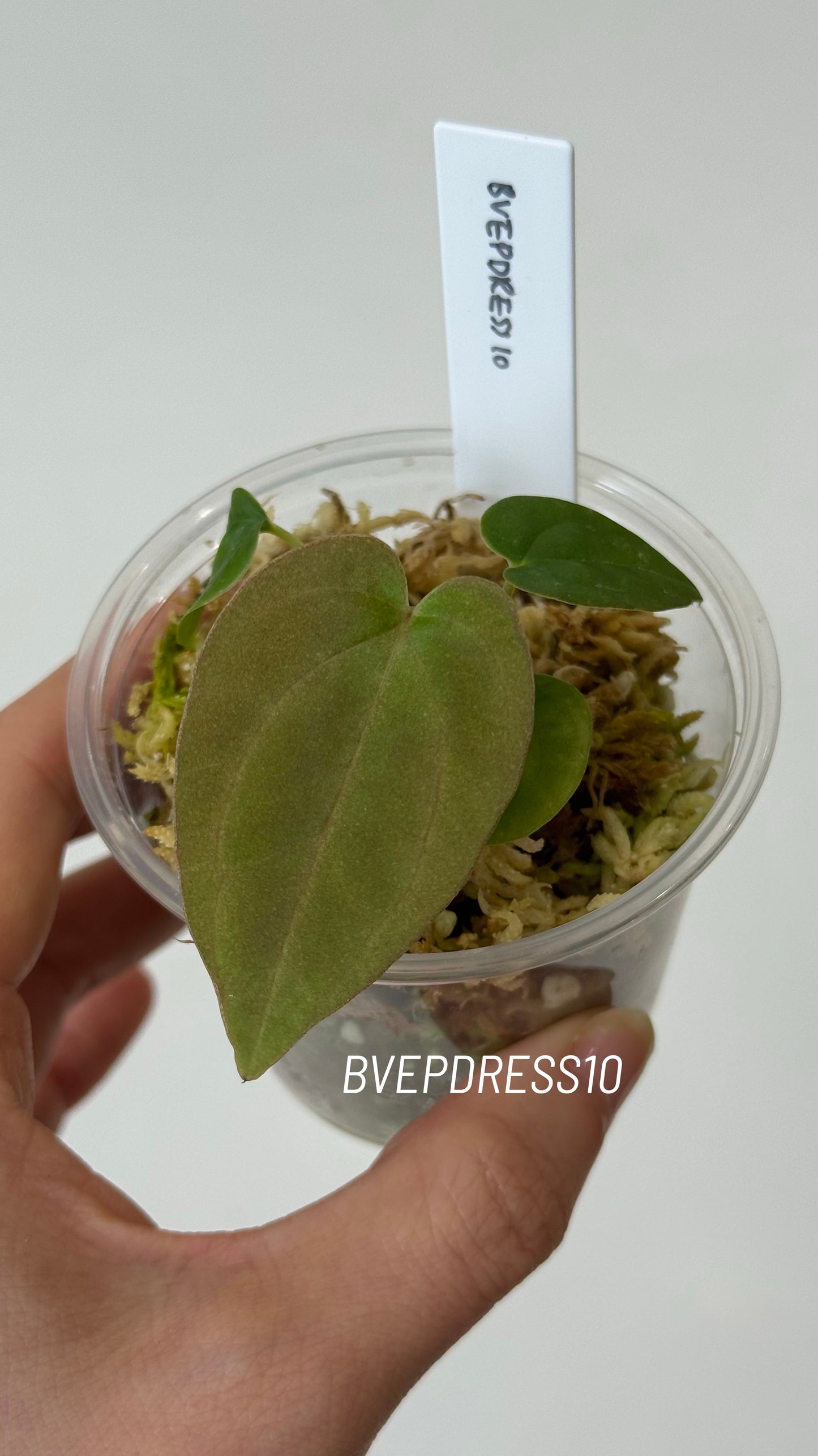 SC Anthurium Antolakii X NSE Anthurium Dressleri Seedlings (3'' Pot Size)