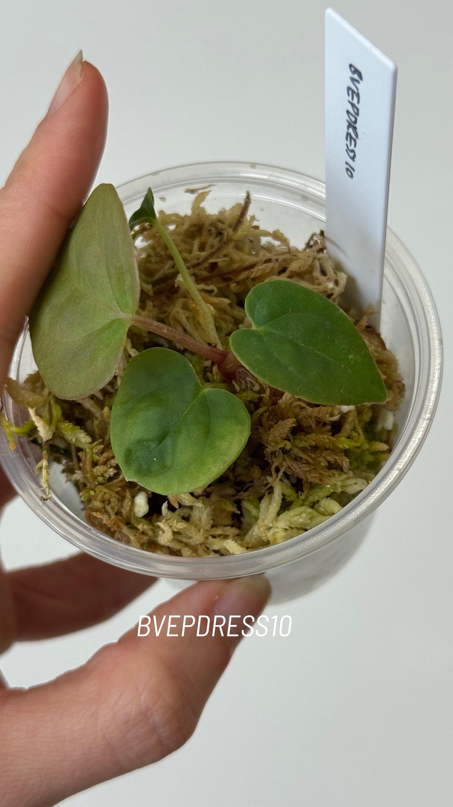 SC Anthurium Antolakii X NSE Anthurium Dressleri Seedlings (3'' Pot Size)