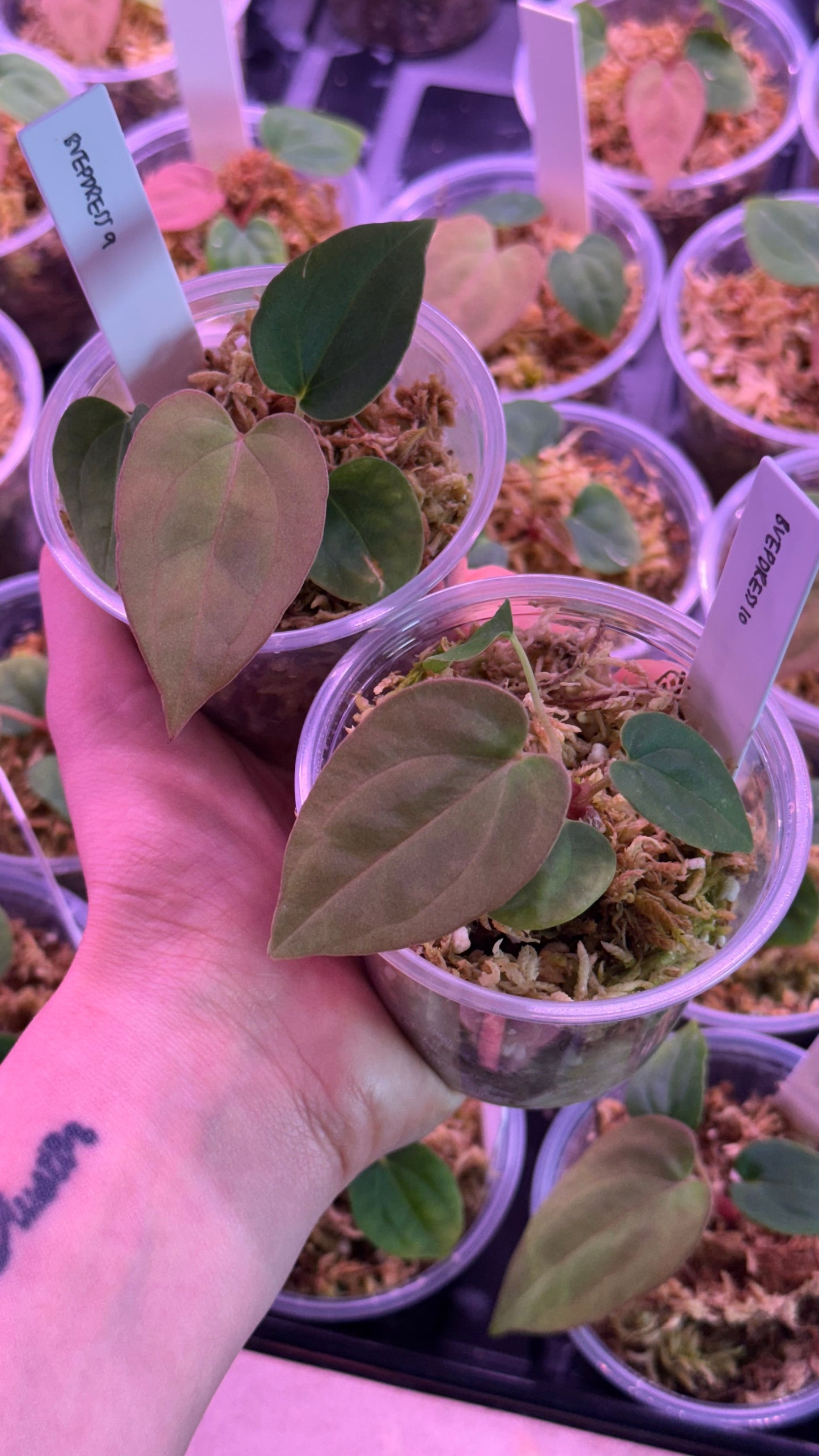 SC Anthurium Antolakii X NSE Anthurium Dressleri Seedlings (3'' Pot Size)