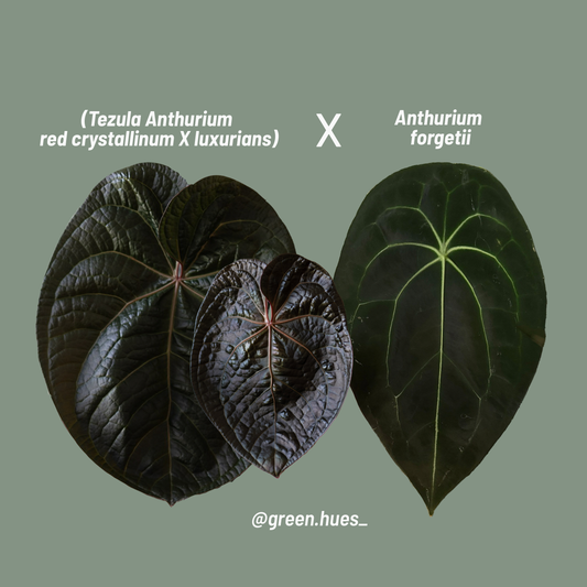 (Tezula Anthurium Red Crystallinum X Anthurium Luxurians) X Anthurium Forgetii ONE-LEAF Seedlings