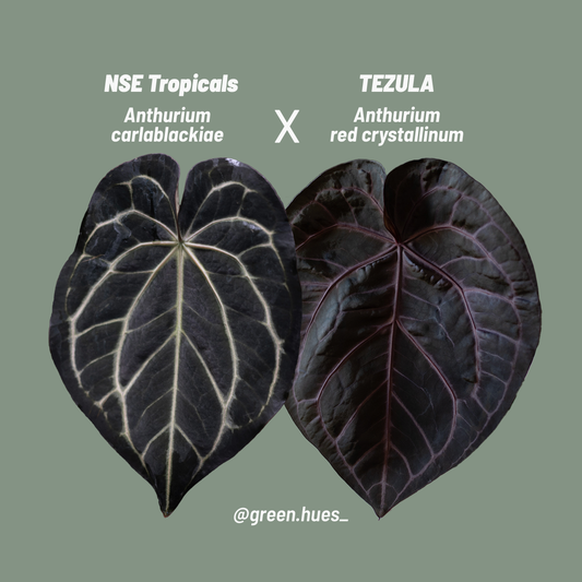 NSE Anthurium Carlablackiae X Tezula Anthurium Red Crystallinum Seedlings (3'' Pot Size)