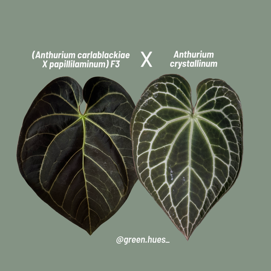 Anthurium (Carlablackiae X Anthurium Papillilaminum) F3 X Anthurium Crystallinum THREE-LEAF Seedlings