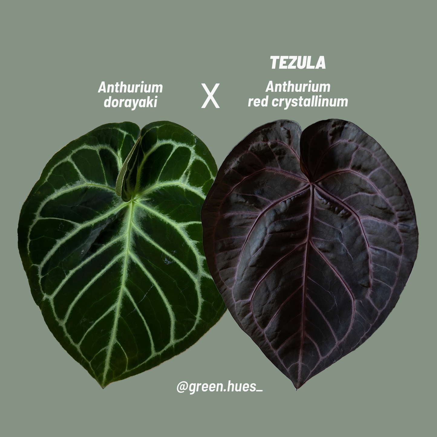 Anthurium Dorayaki X Tezula Anthurium Red Crystallinum Seedlings (3'' Pot Size)