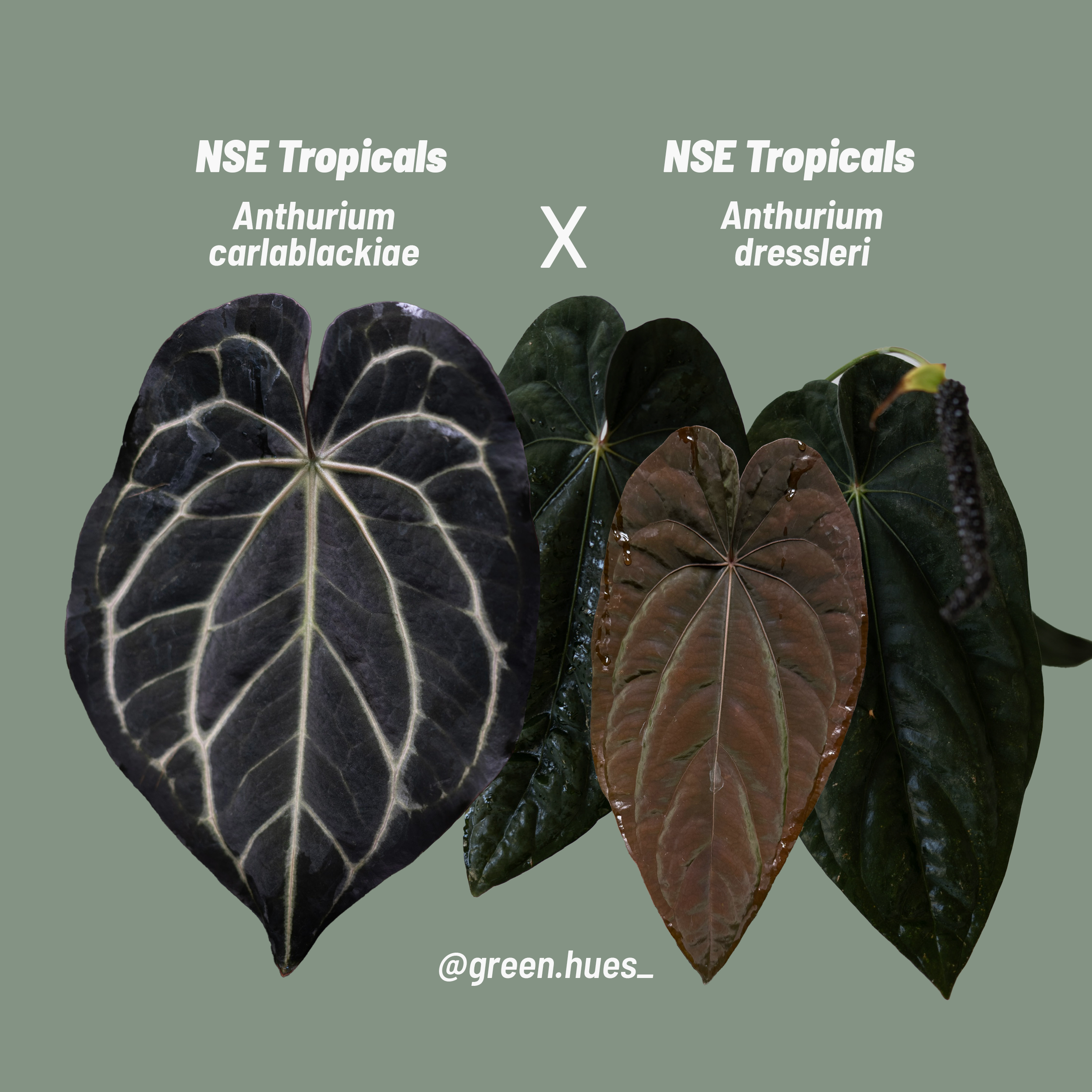 NSE Anthurium carlablackiae X NSE Anthurium dressleri ONE-LEAF