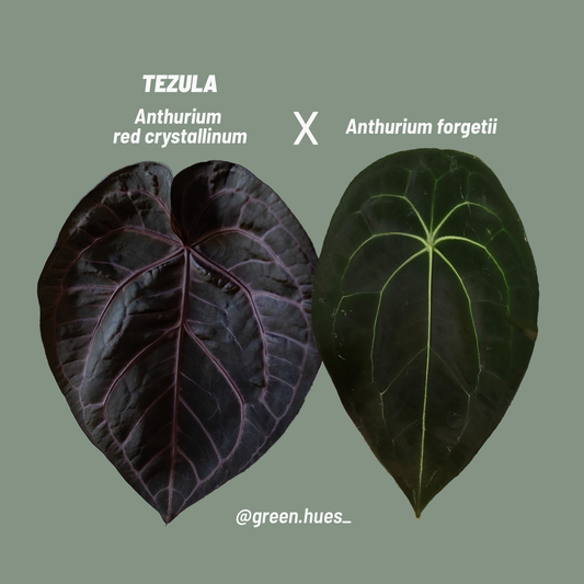 Tezula Anthurium Red Crystallinum X Anthurium Forgetii TWO-LEAF Seedlings