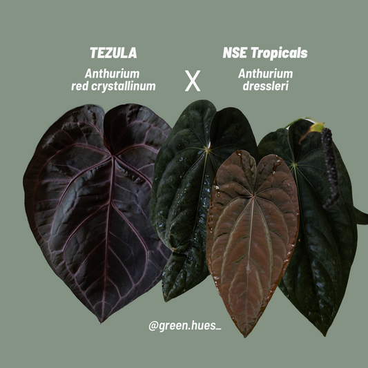 Tezula Anthurium Red Crystallinum X NSE Anthurium Dressleri Seedlings (3'' Pot Size)