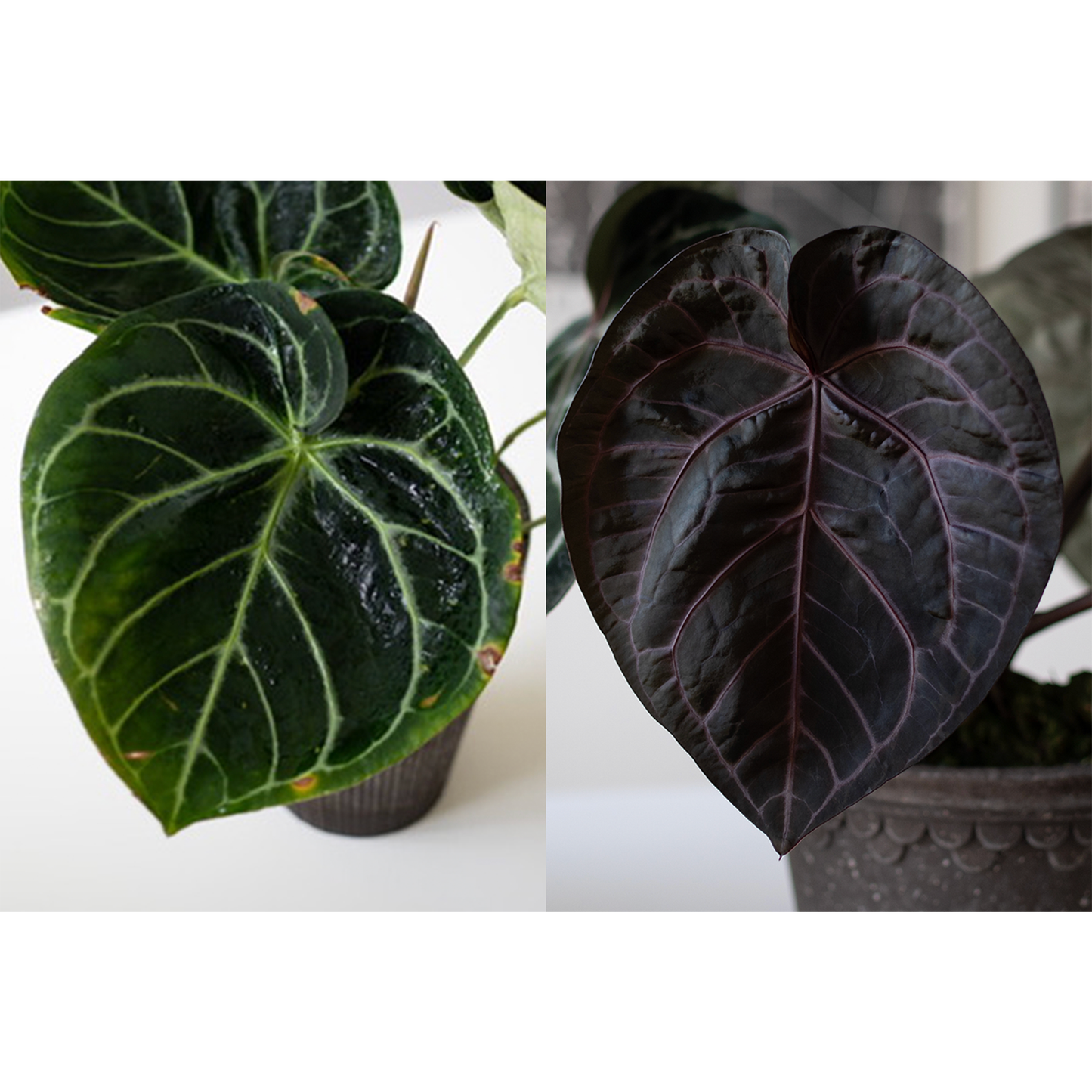 Anthurium Dorayaki X Tezula Anthurium Red Crystallinum Seedlings (2.5'' Pot Size)