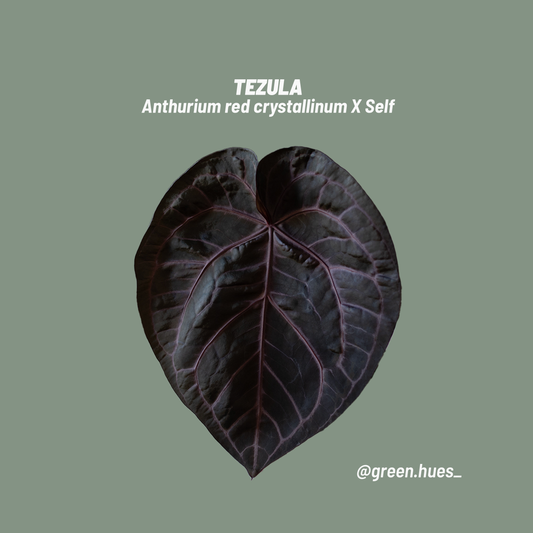 Tezula Anthurium Red Crystallinum X Self Seedling