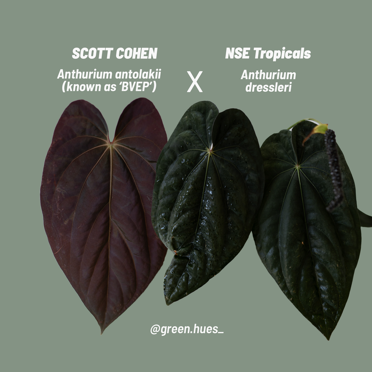 SC Anthurium Antolakii X NSE Anthurium Dressleri TWO-LEAF Seedlings