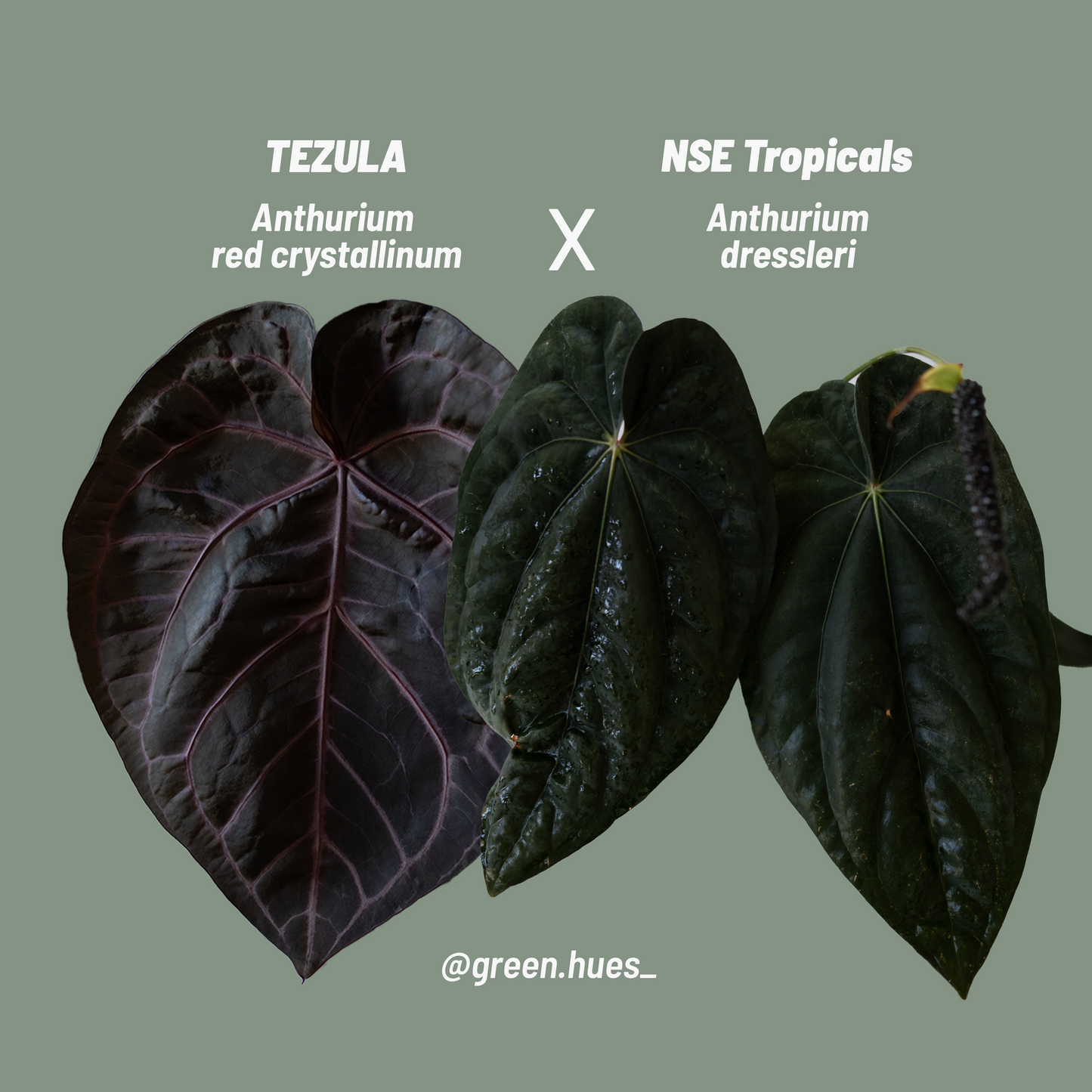 Tezula Anthurium Red Crystallinum X NSE Anthurium Dressleri TWO-LEAF Seedlings