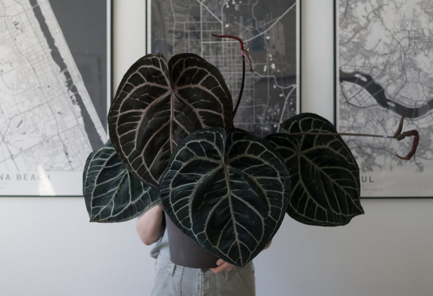 NSE Anthurium Carlablackiae X Tezula Anthurium Red Crystallinum Seedlings (3'' Pot Size)